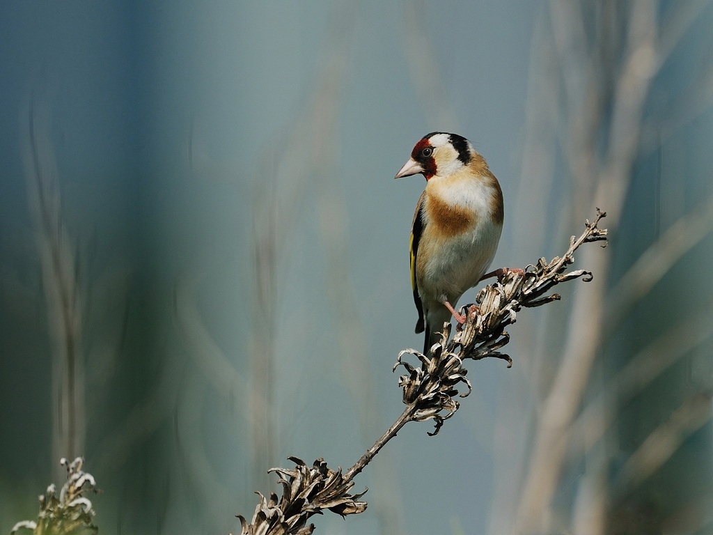 European Goldfinch