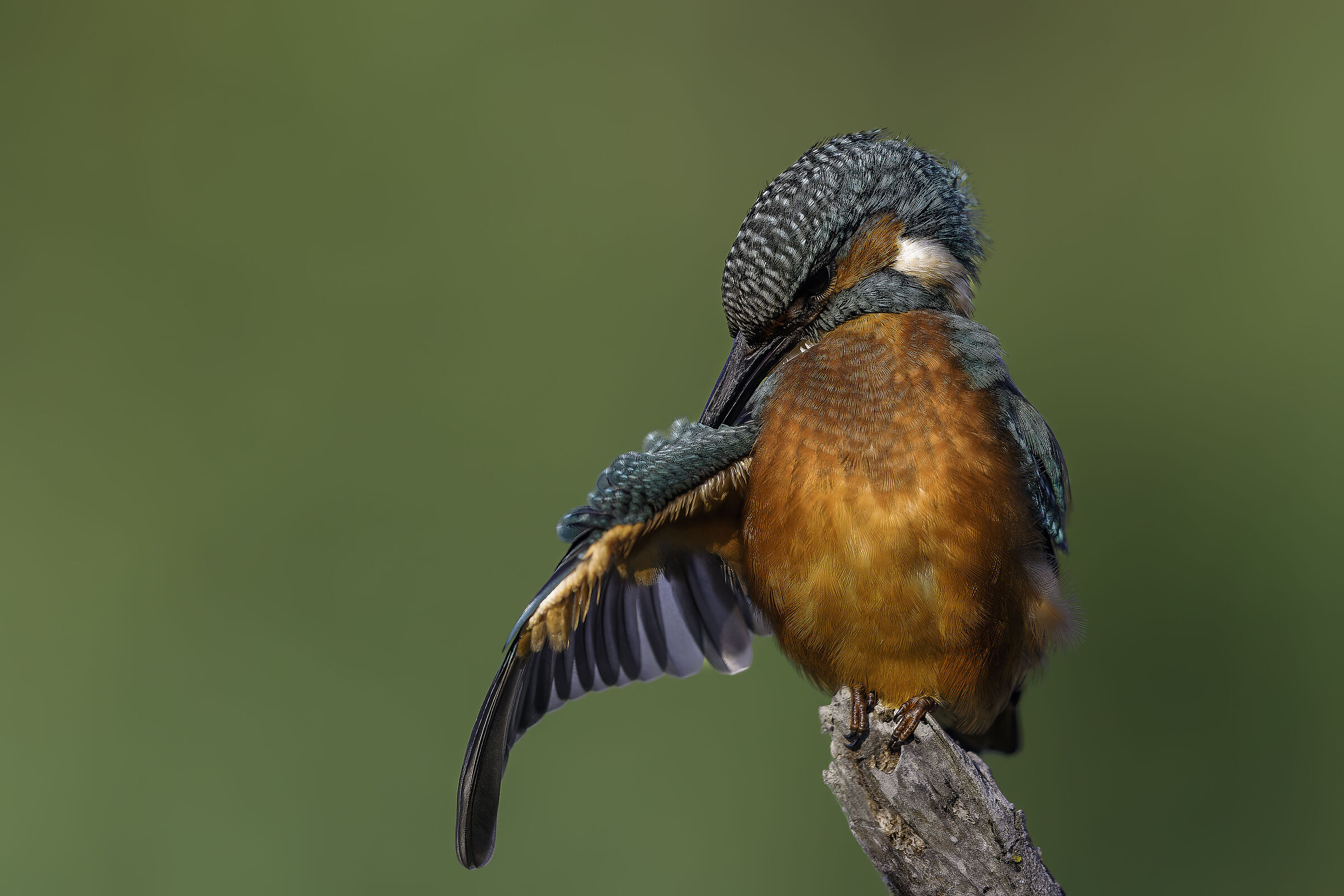 Kingfisher 3