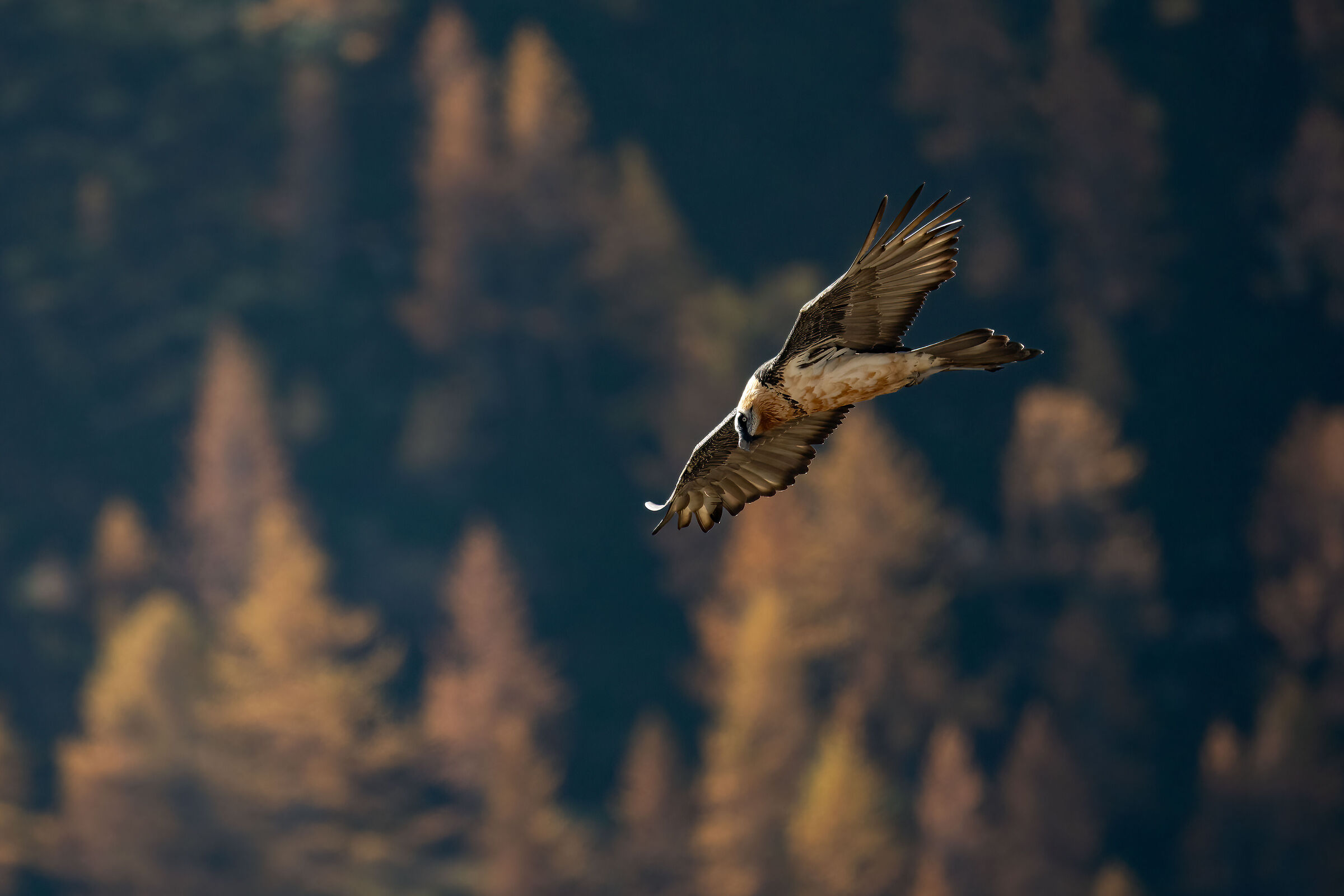 Gypaetus barbatus - Gran Paradiso National Park
