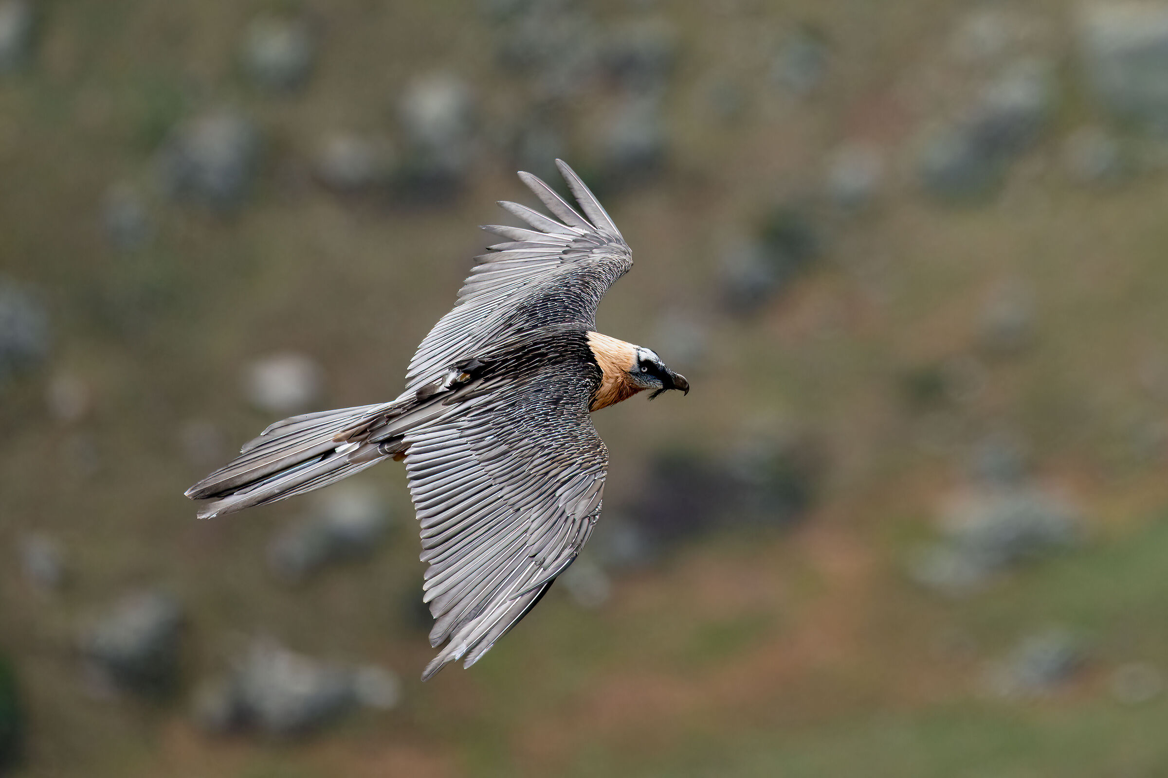 Gypaetus barbatus - Gran Paradiso National Park