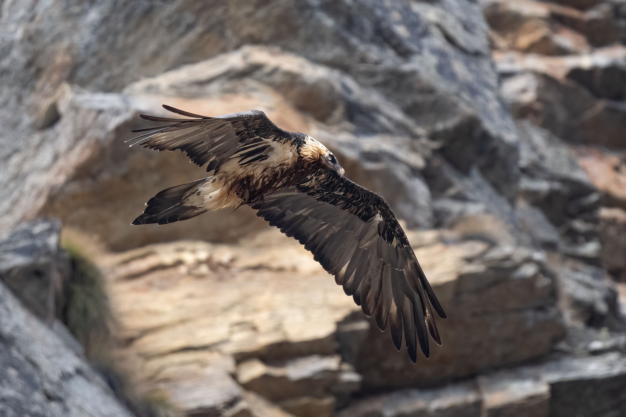 Gypaetus barbatus - Gran Paradiso National Park