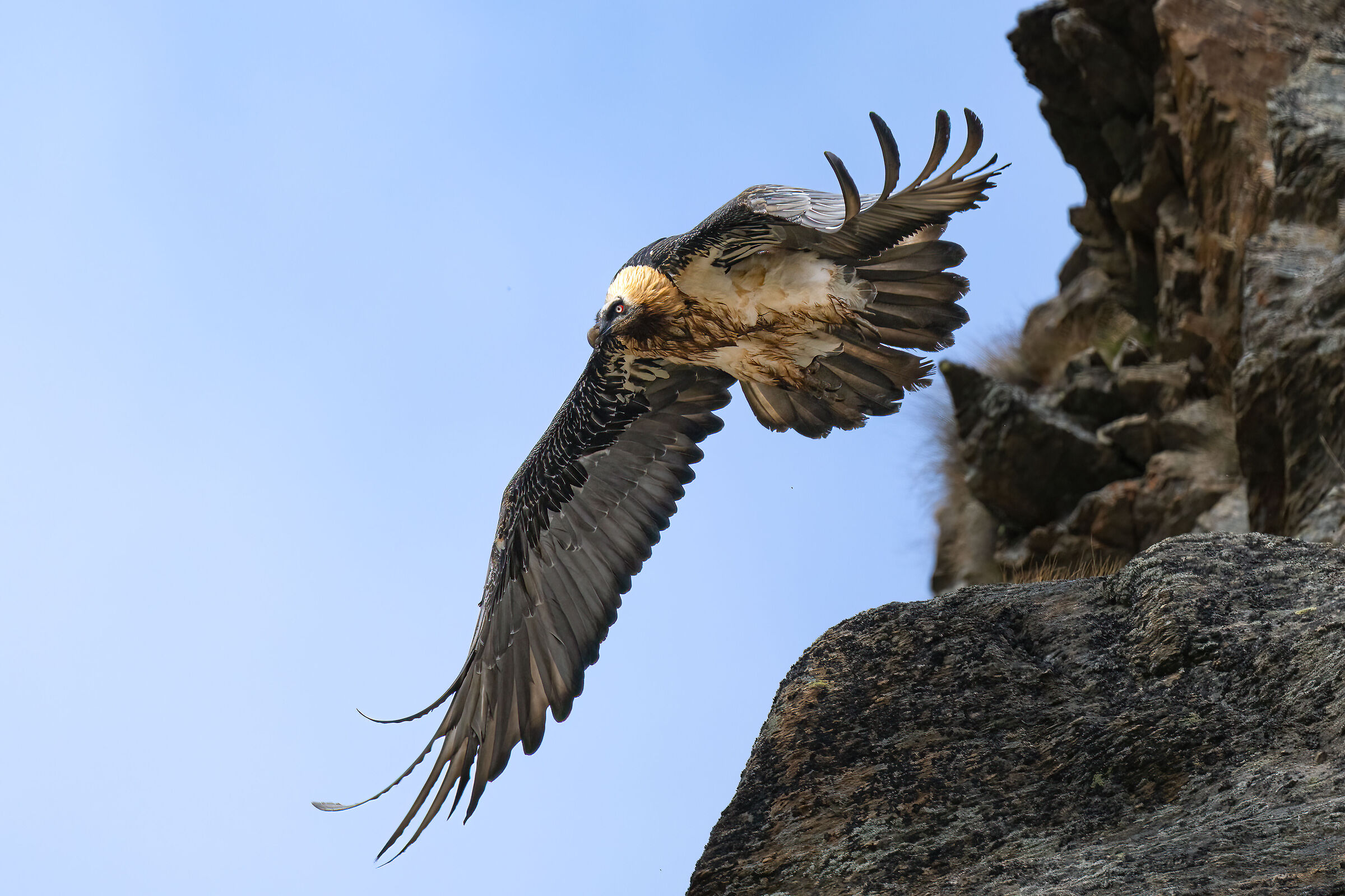 Gypaetus barbatus - Gran Paradiso National Park
