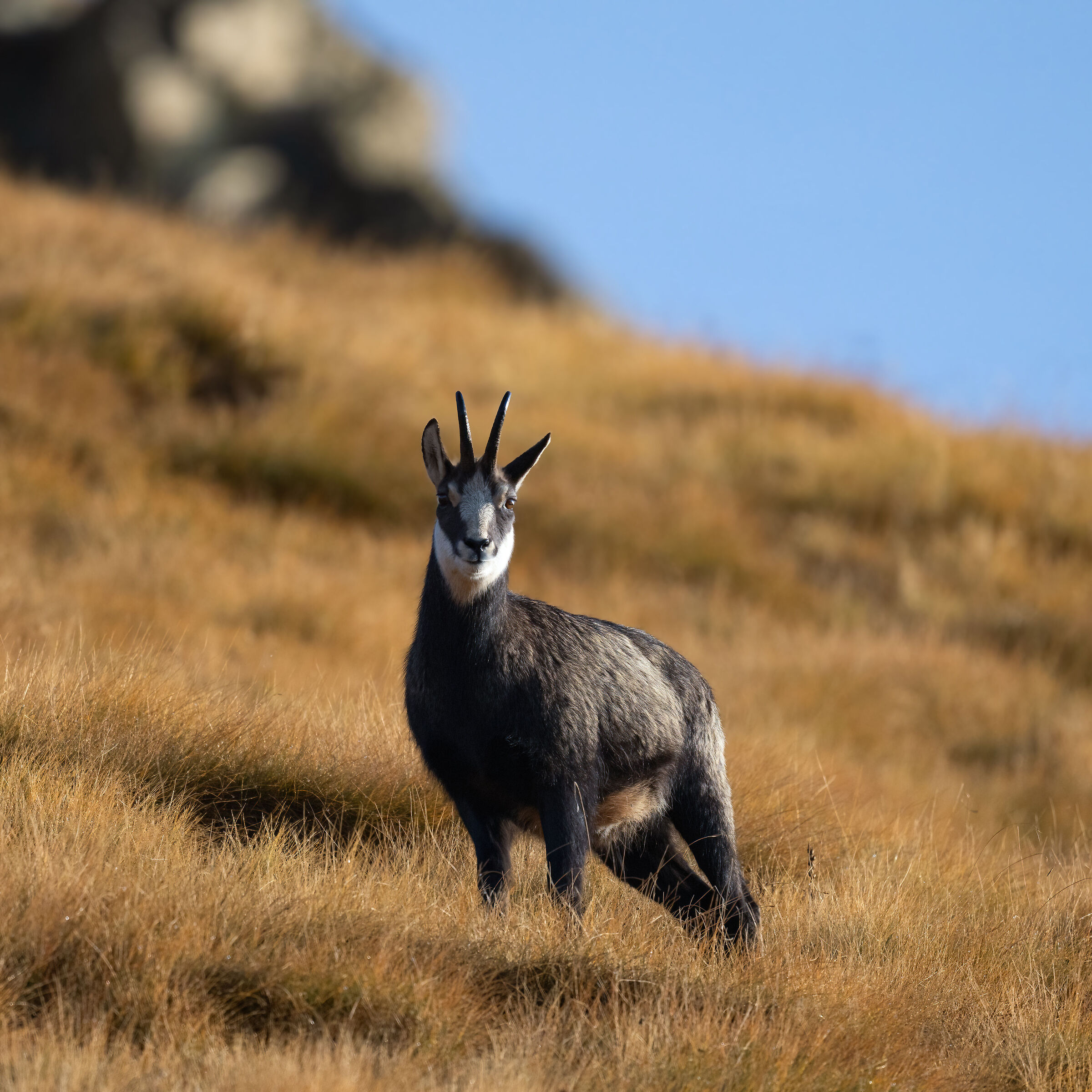 Chamois - Gran Paradiso National Park