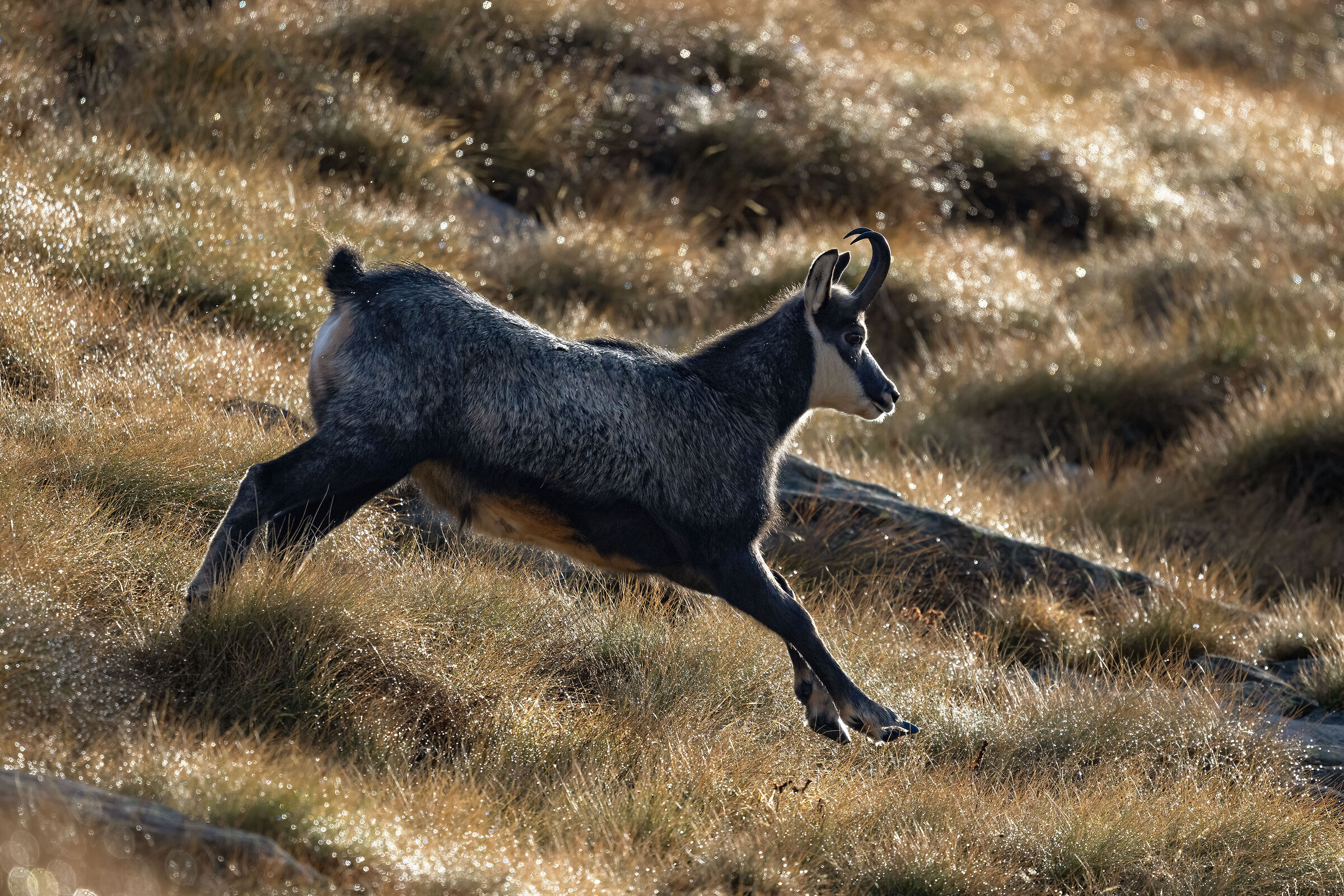 Chamois - Gran Paradiso National Park