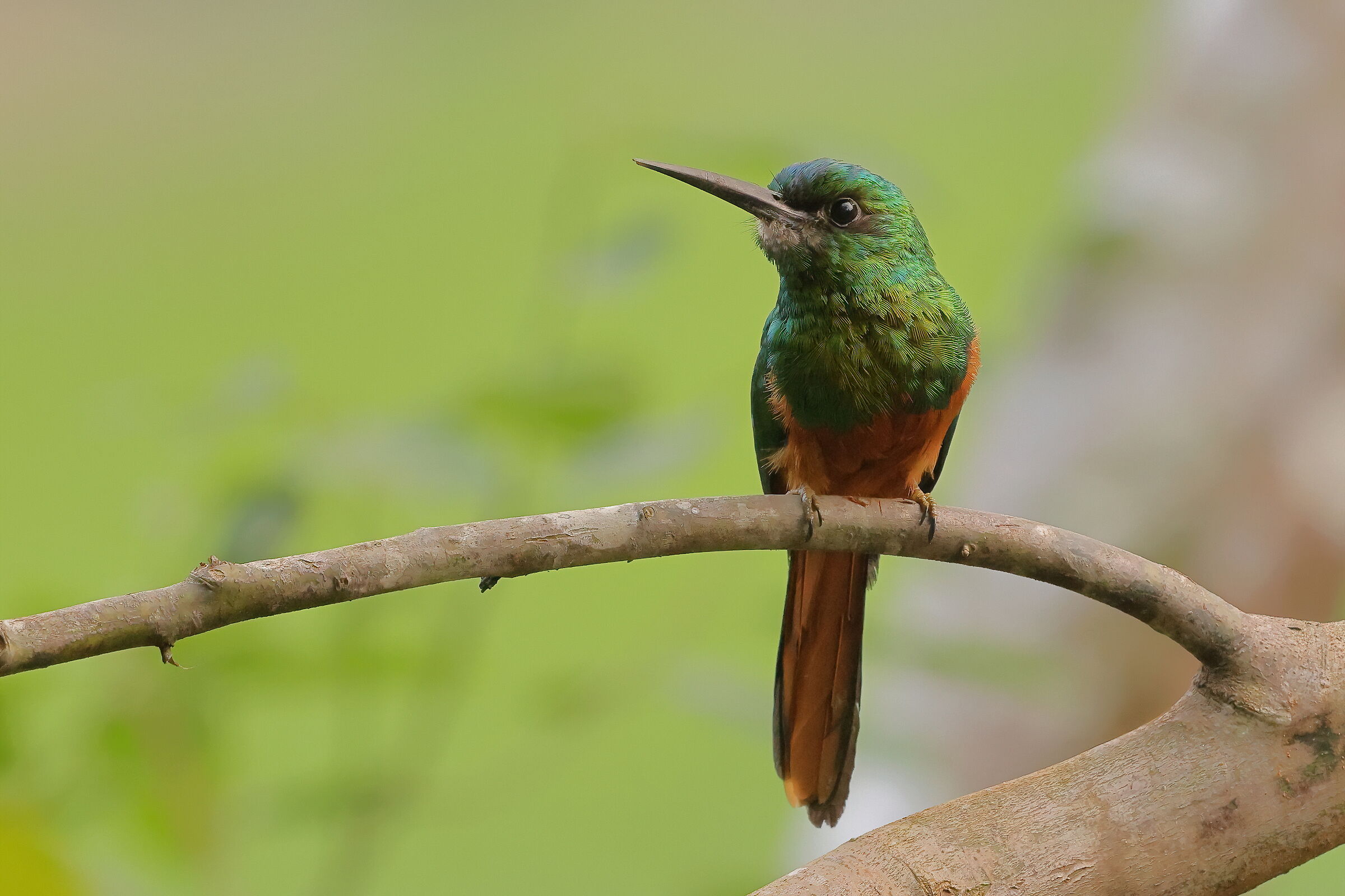 Jacamar fronte-bluastra