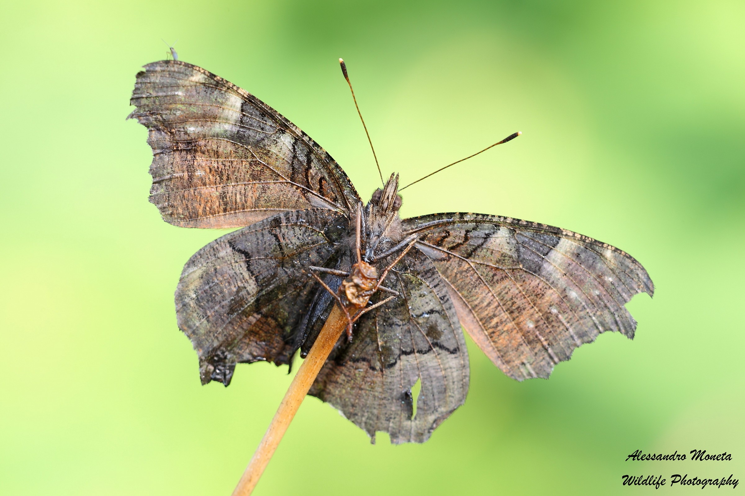 Vanessa vista frontale