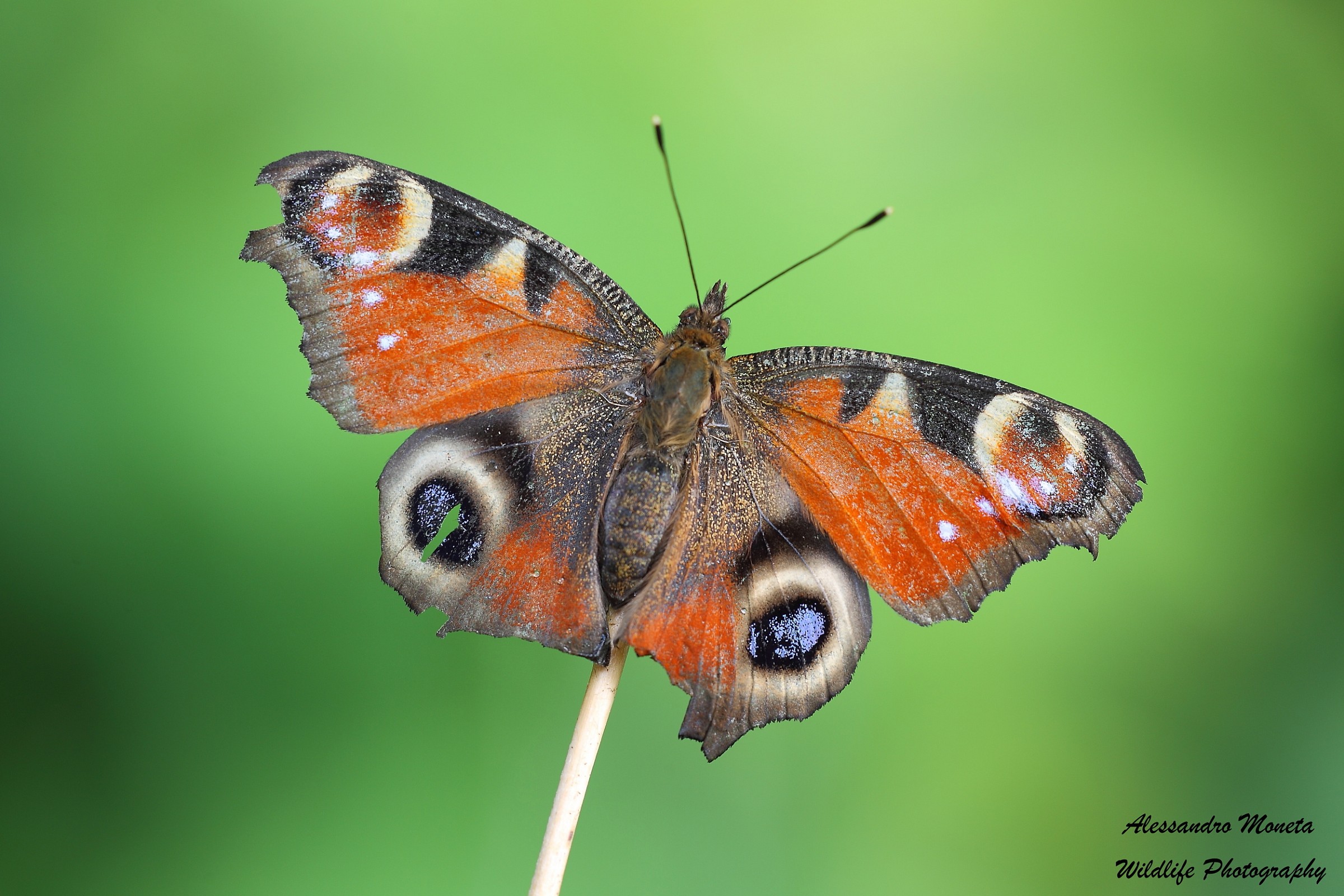 Vanessa vista posteriore