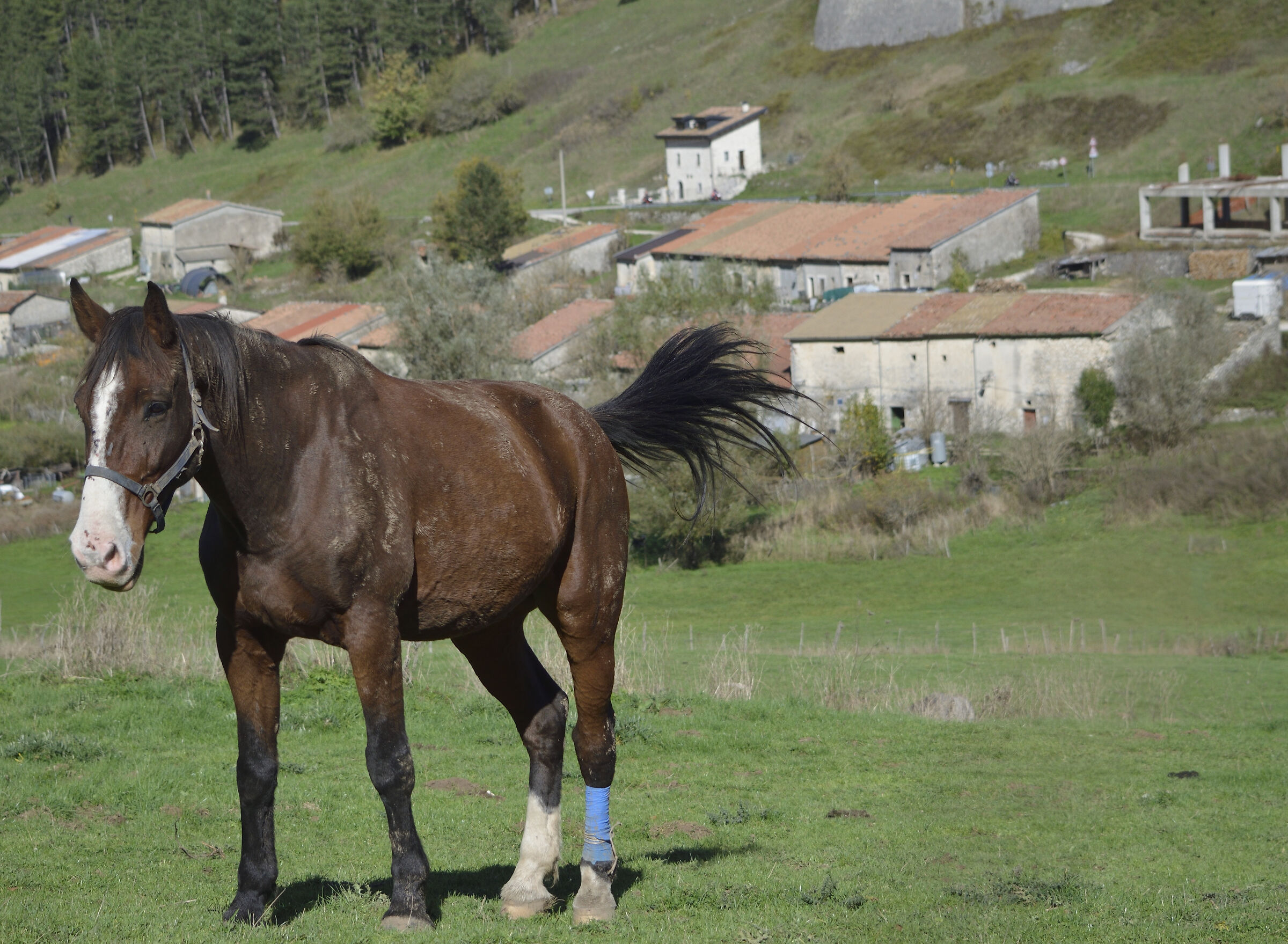 Il cavallo nella prateria