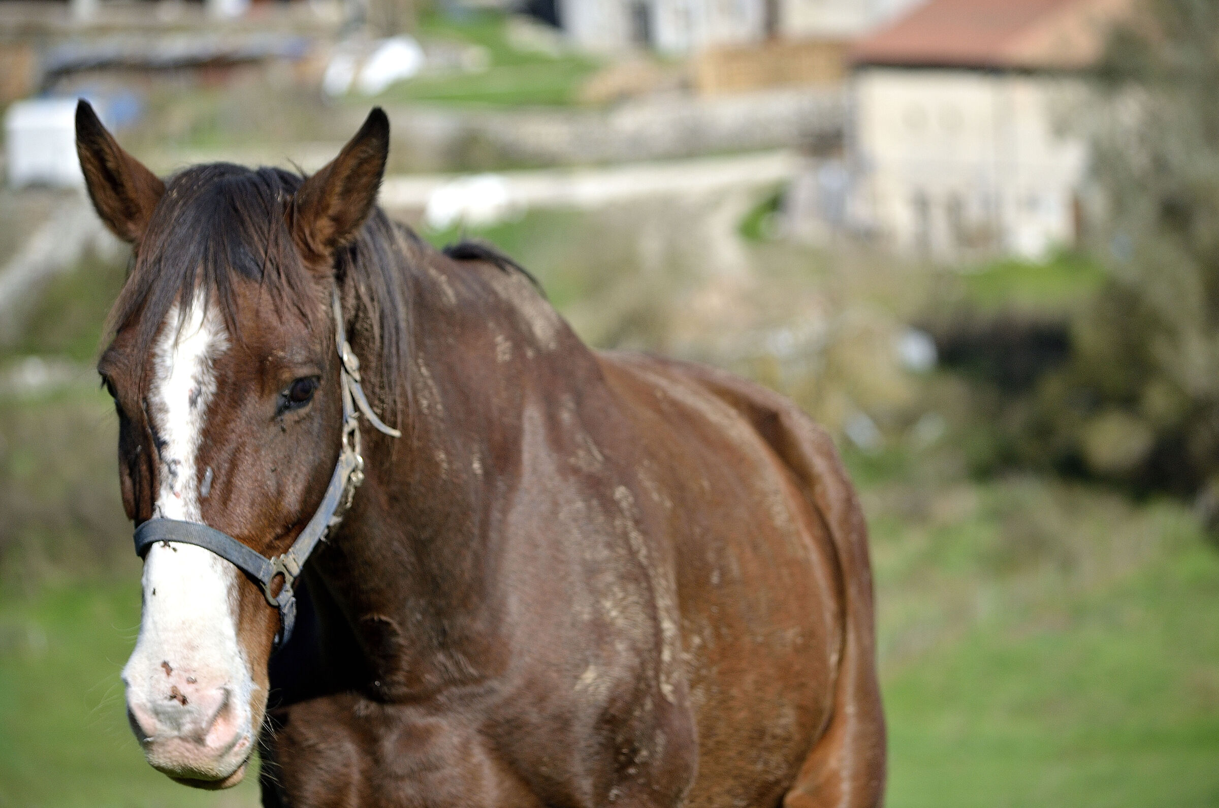 Il cavallo nella prateria