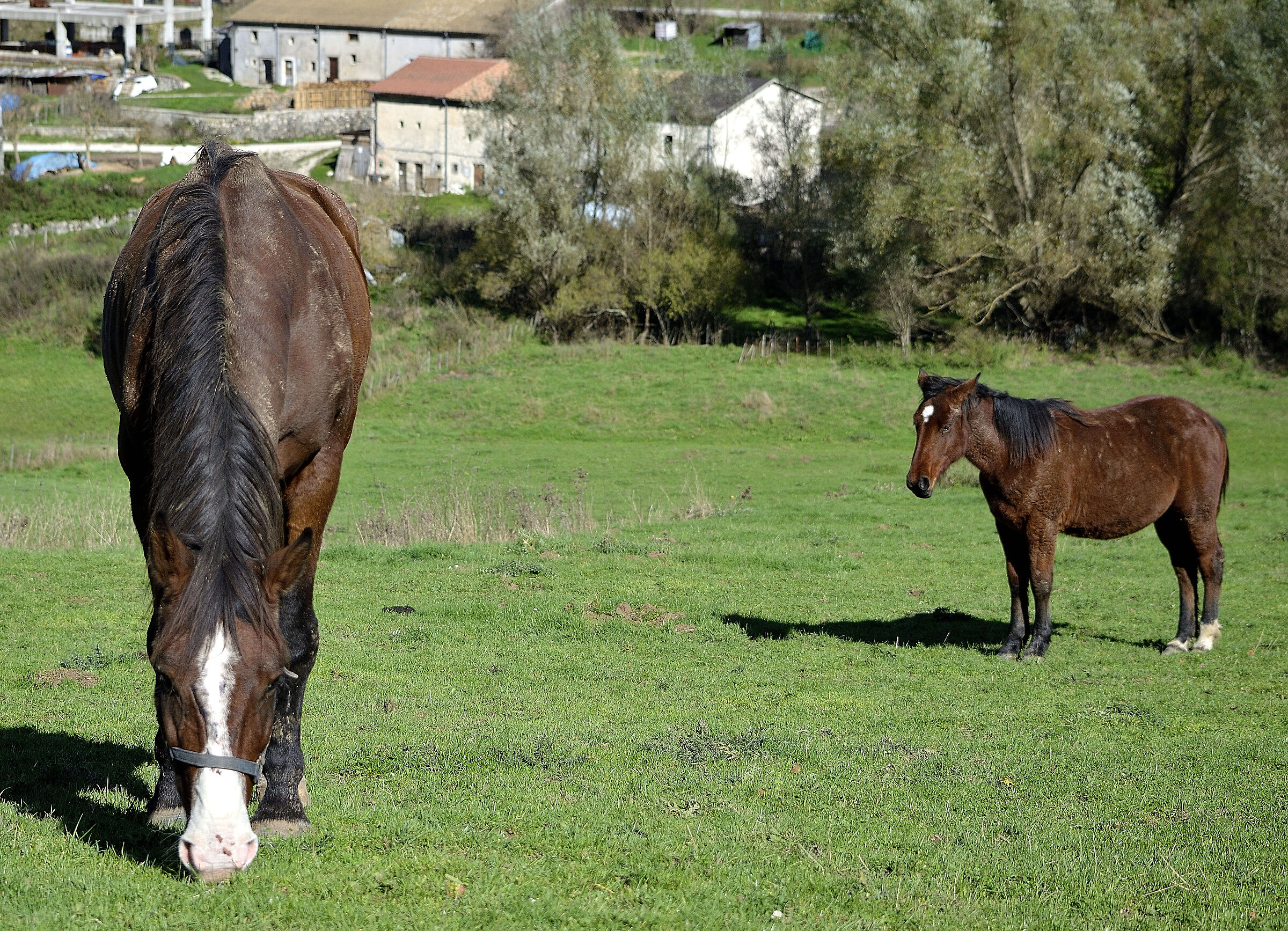 Il cavallo nella prateria