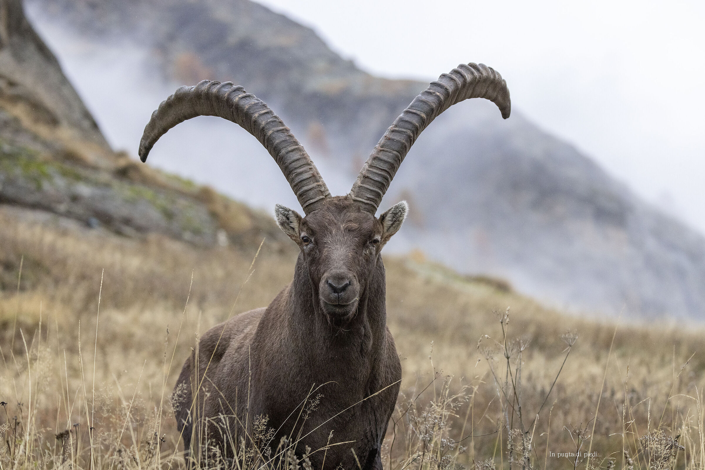 Going through the Autumn I met him