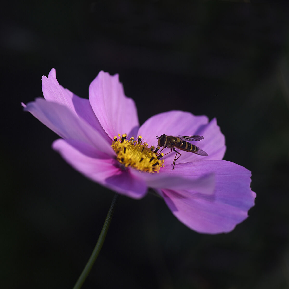 Hoverflies on Cosmea in the garden