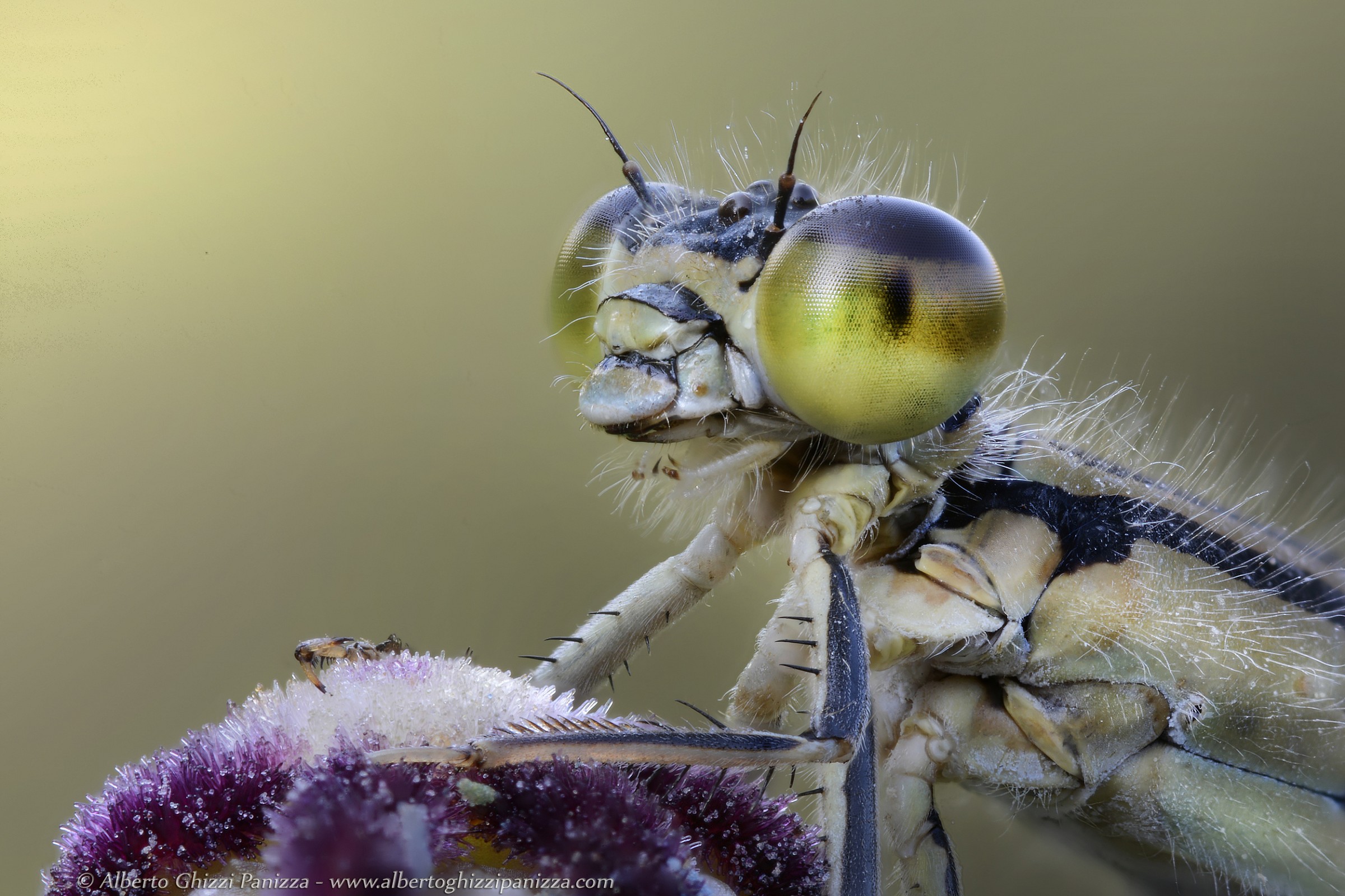 Profilo di damigella