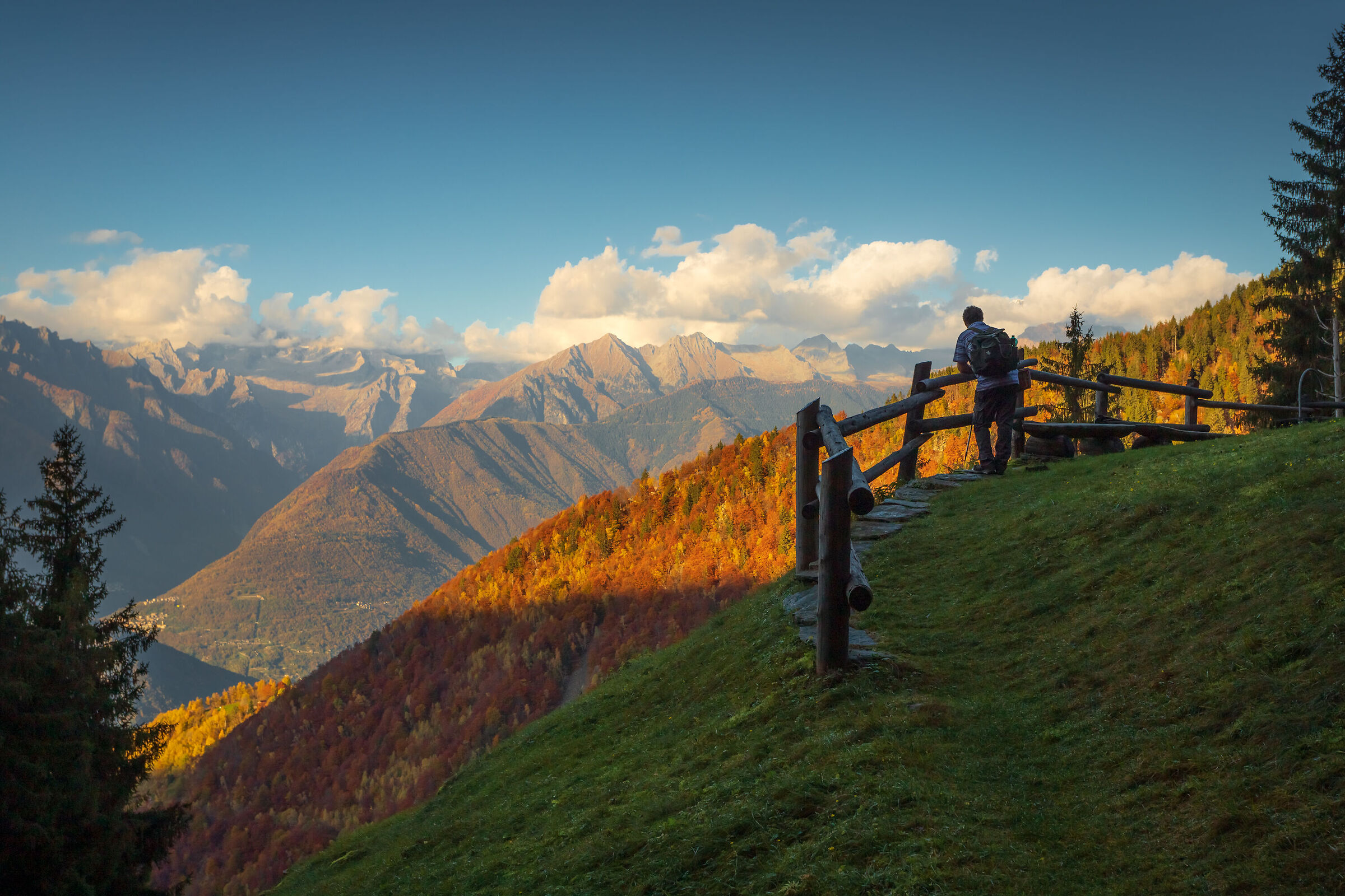 Mushroom in Valtellina