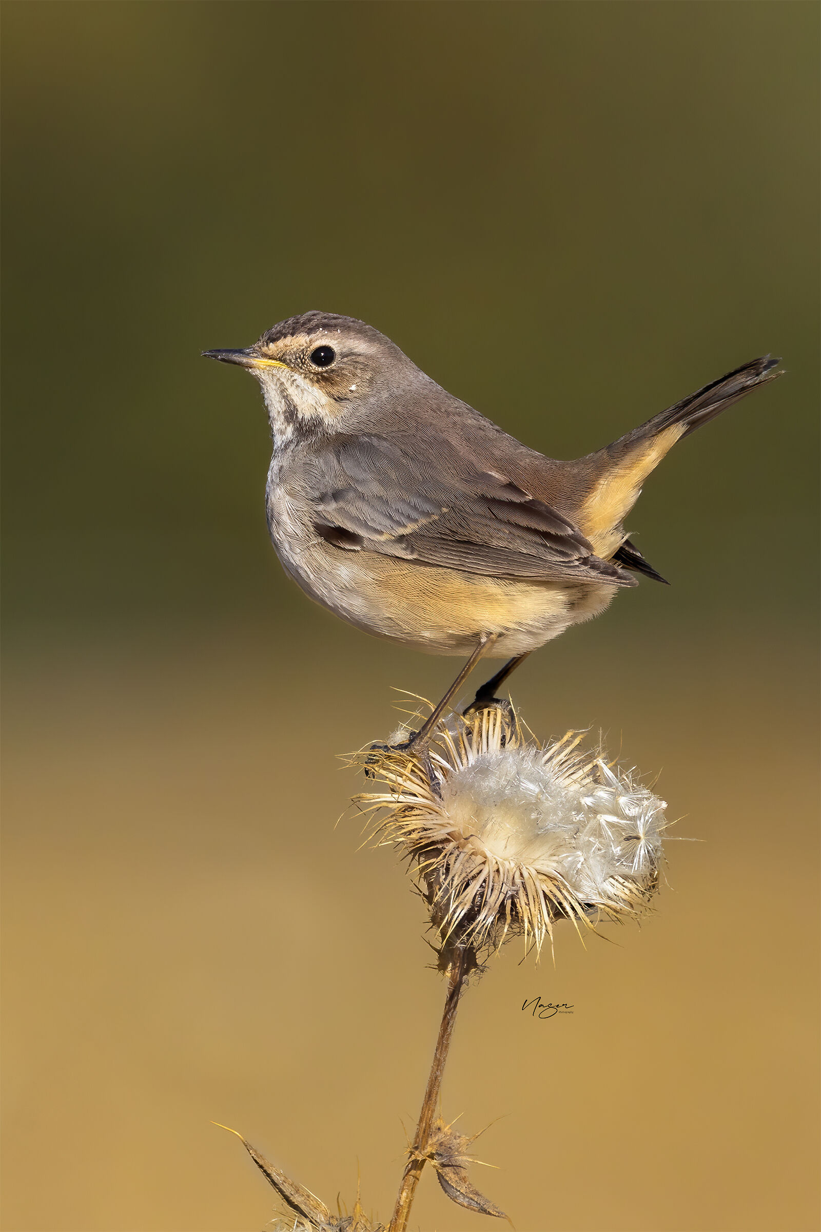 Bluethroat