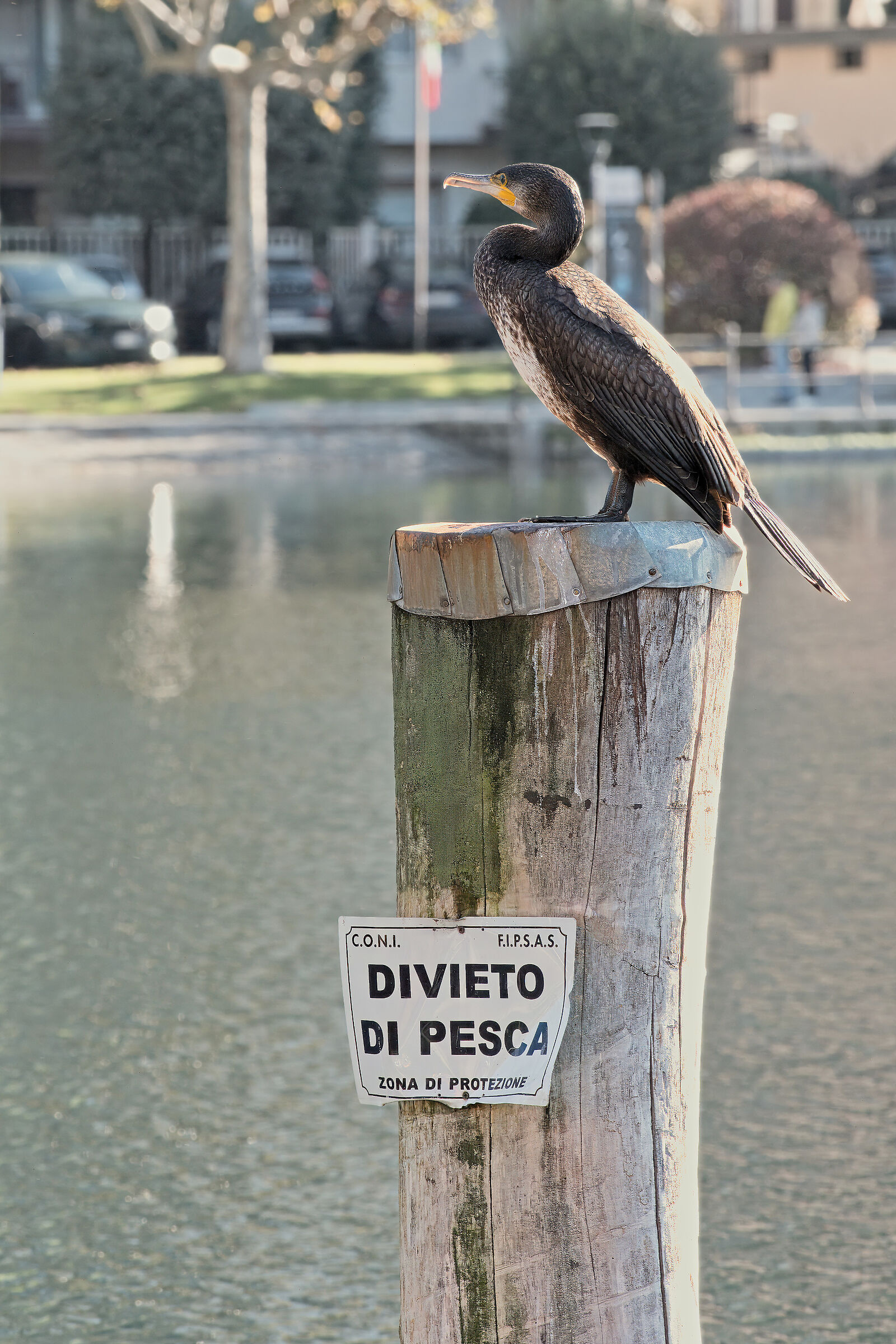 Cormorano sfigato