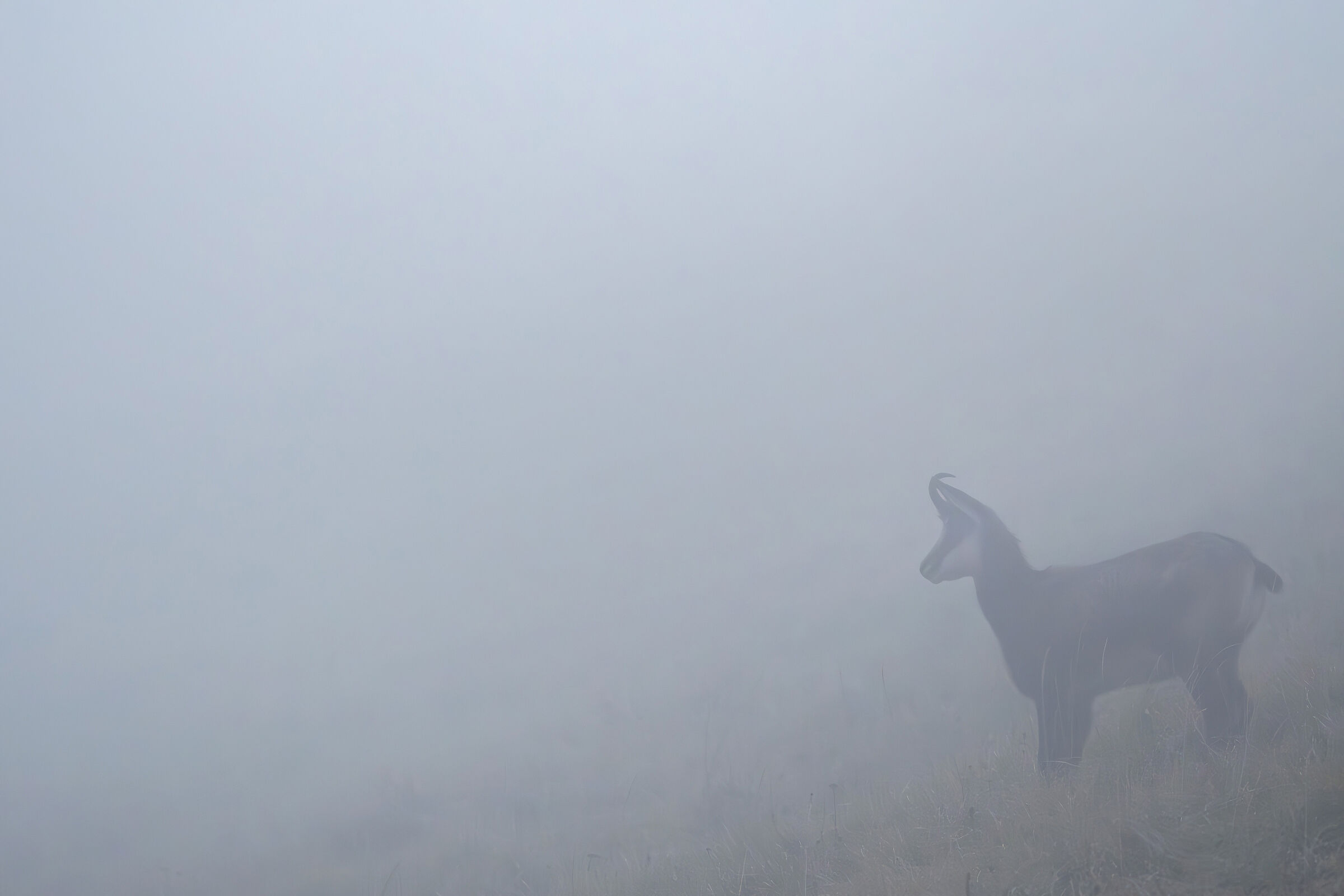 Camoscio alpino nella nebbia