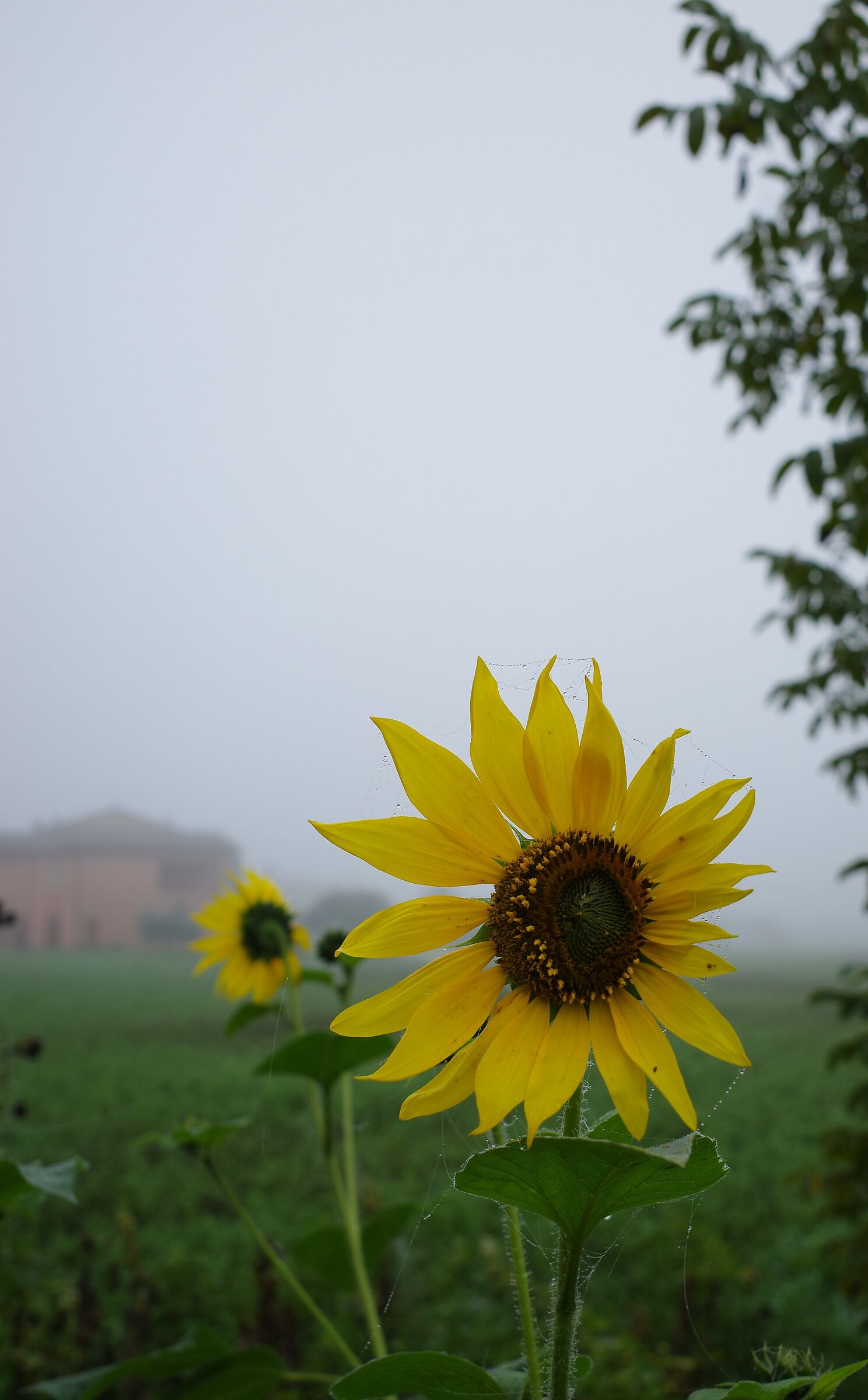 Sunflower in the fog