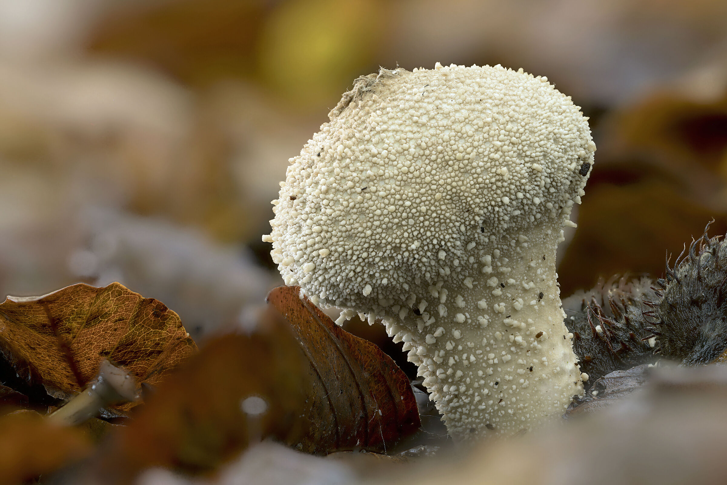 Lycoperdon perlatum