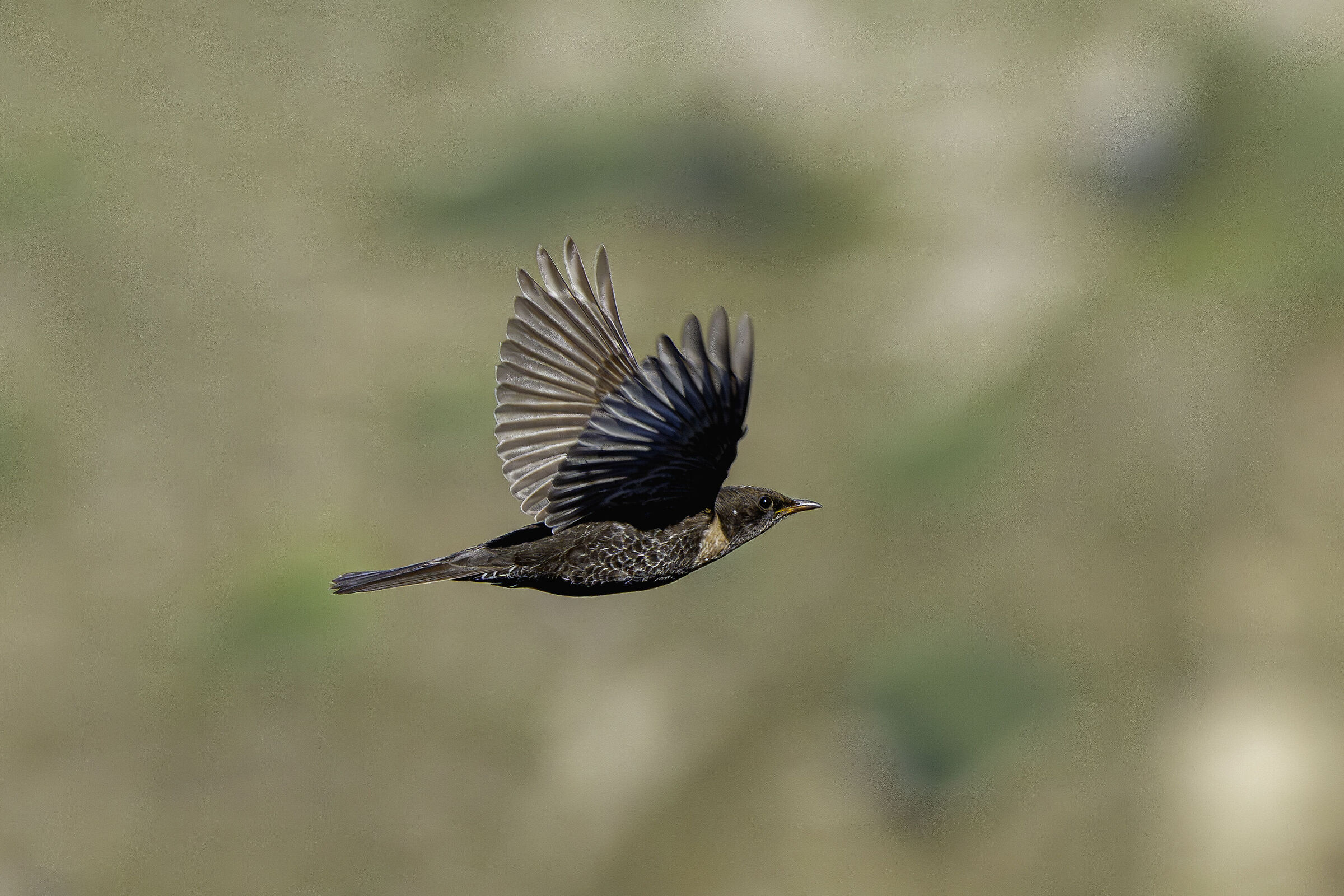 Turdus torquatus (merlo dal collare)