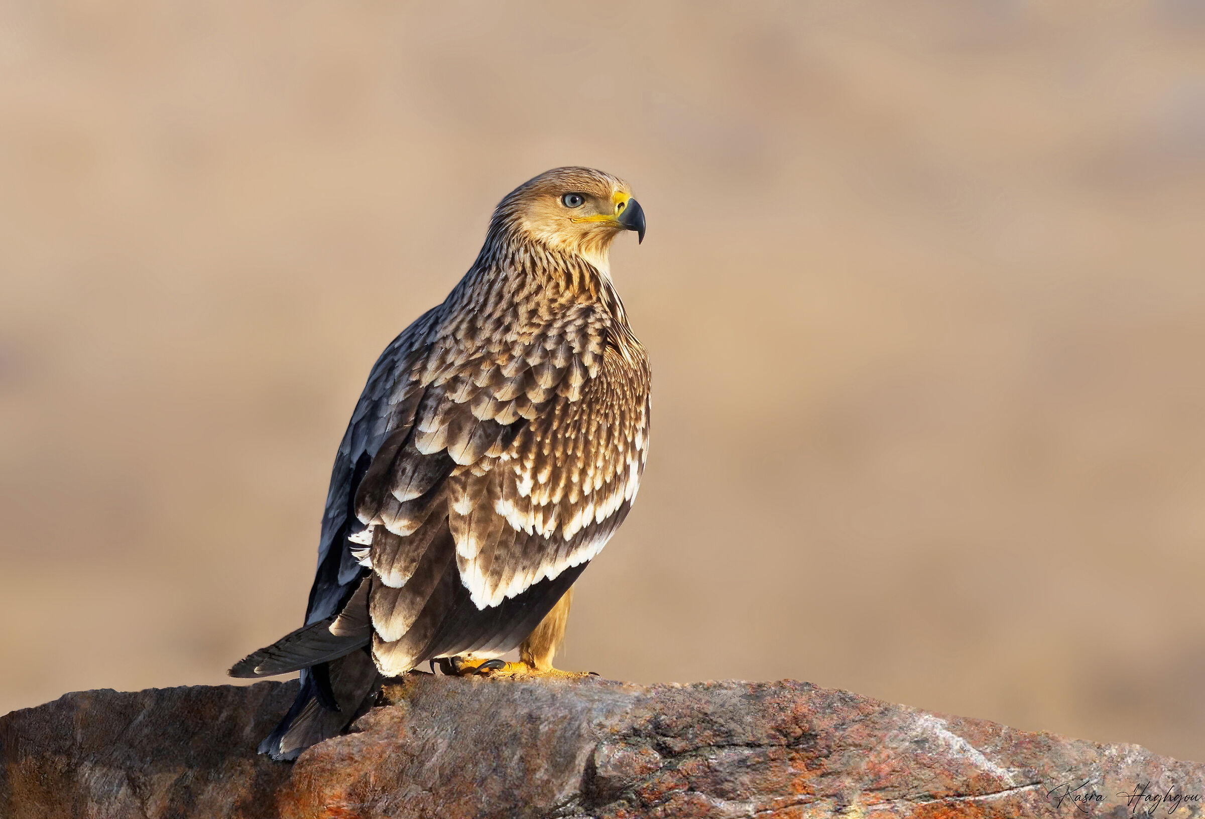 Aquila imperiale