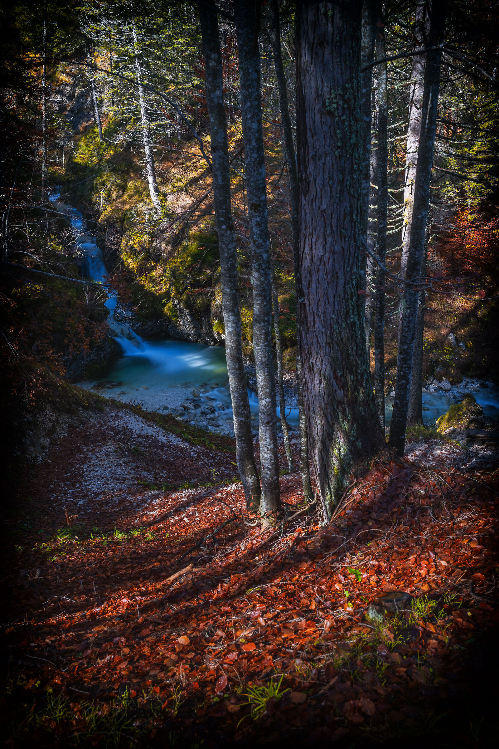 Autumn in the woods