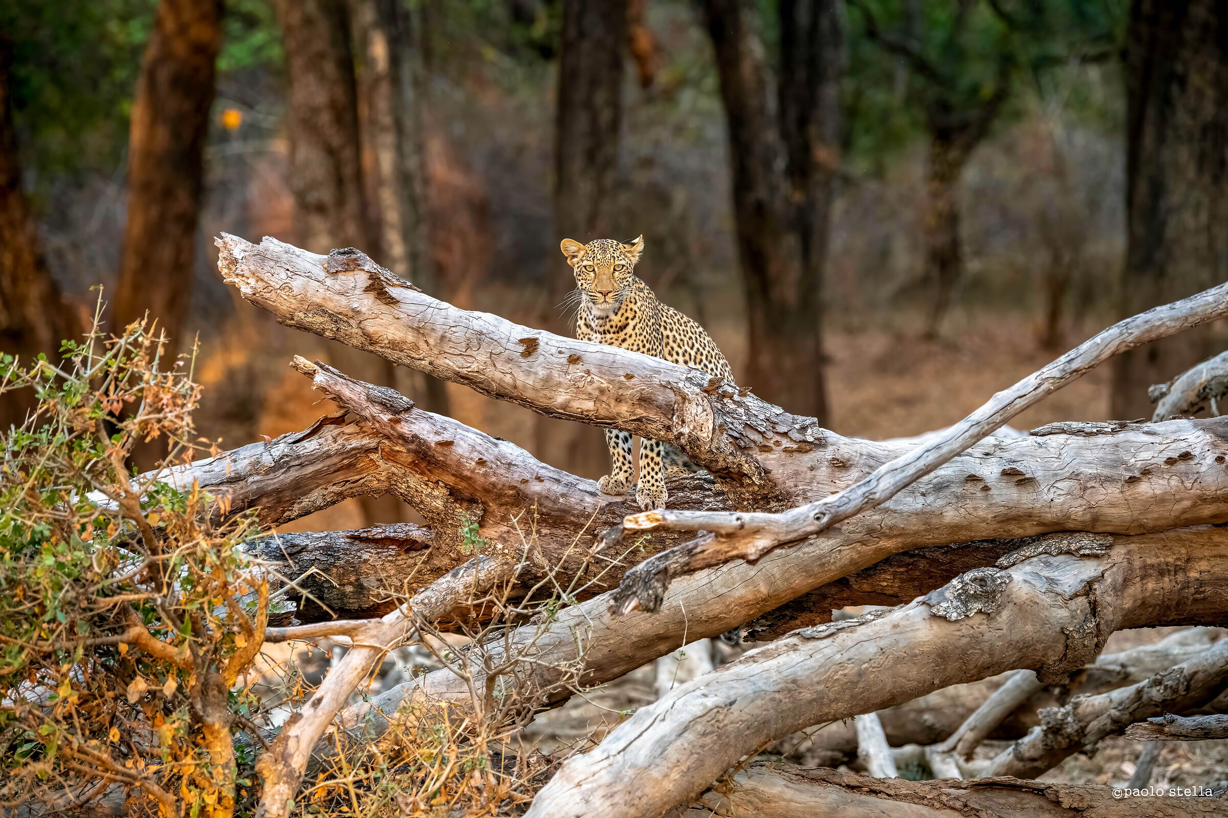 on the fallen tree