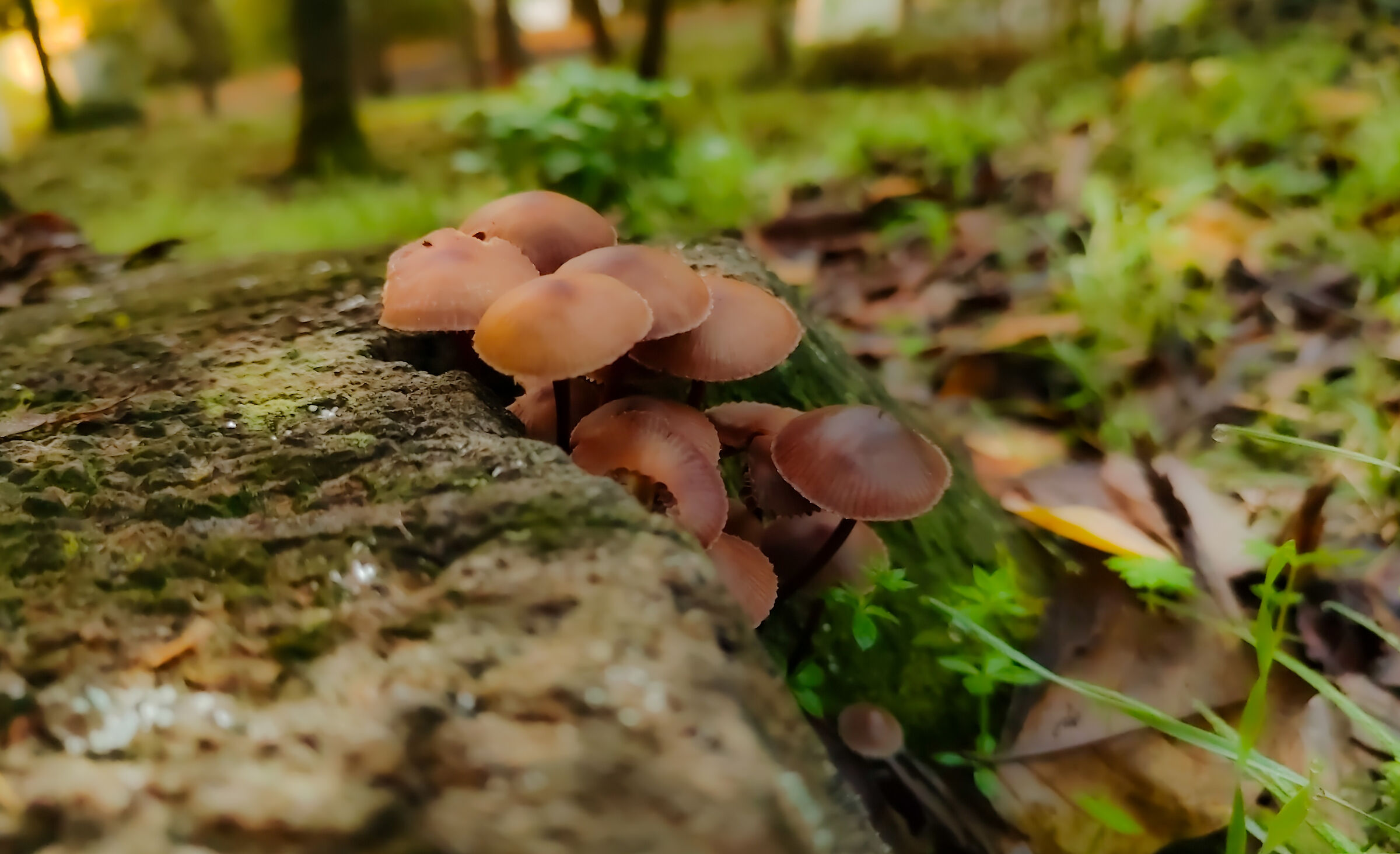 Mushroom 2