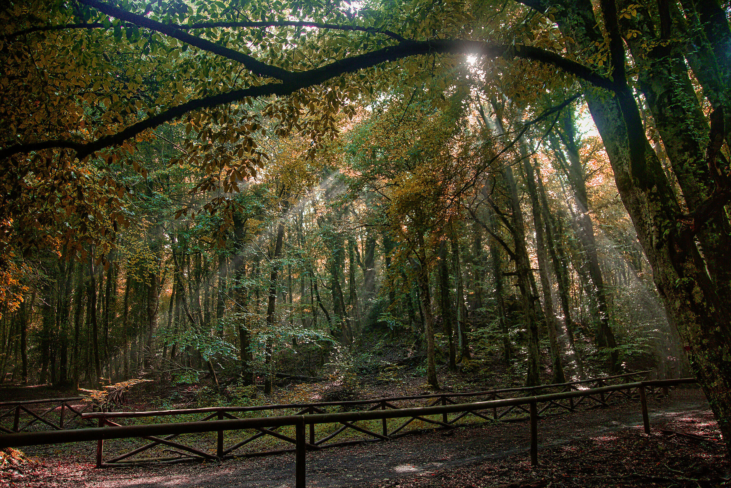 Autumn against the light