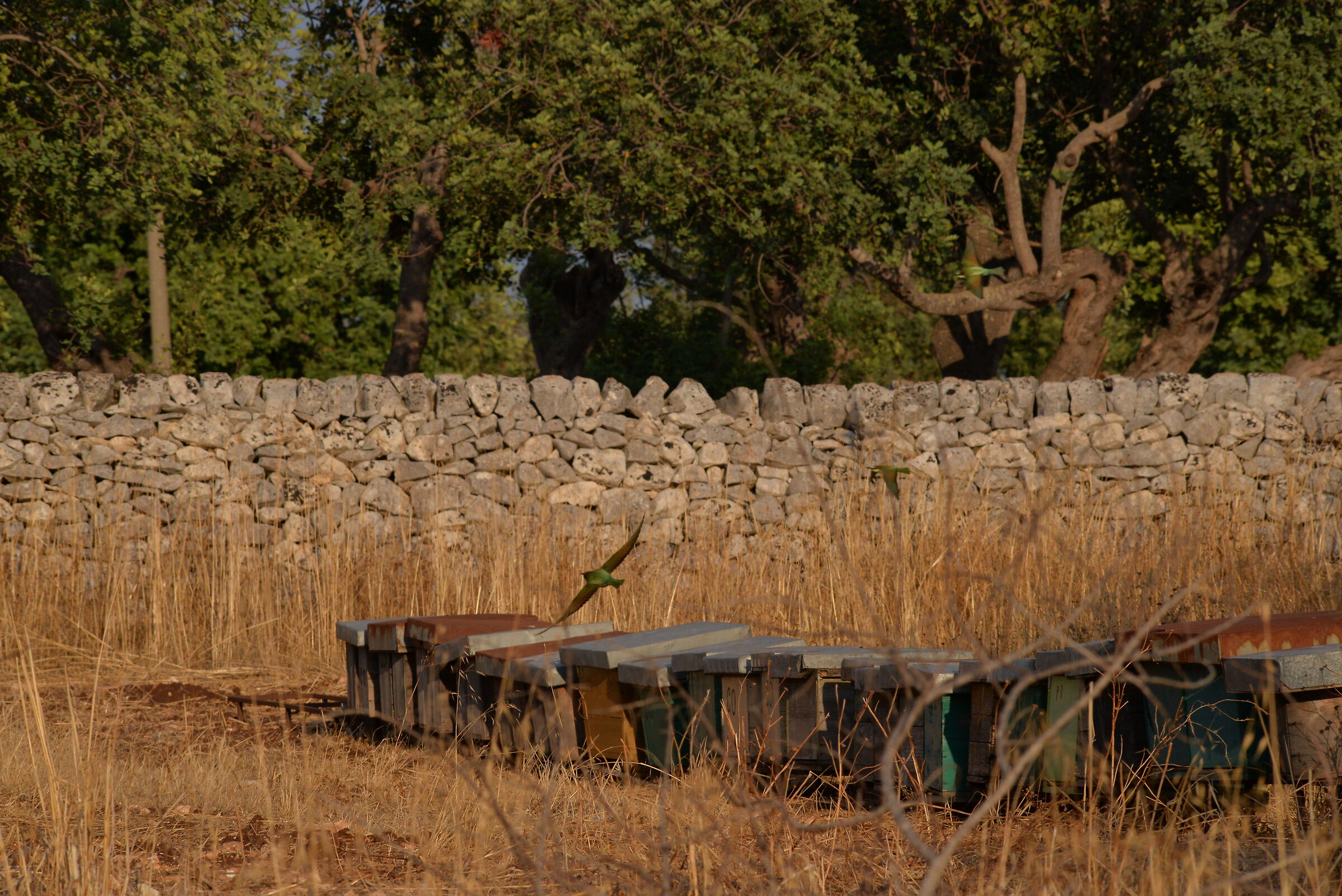 bee-eaters and beehives