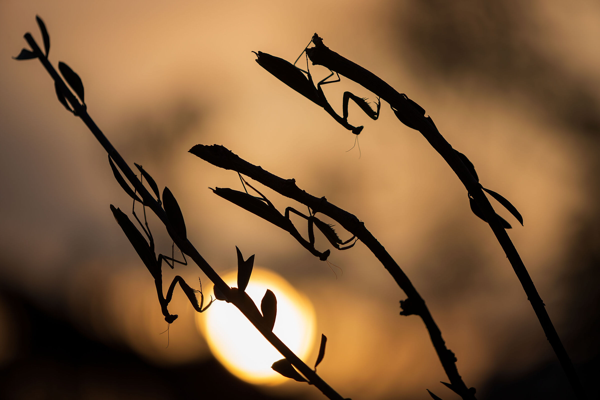Mantises at dawn