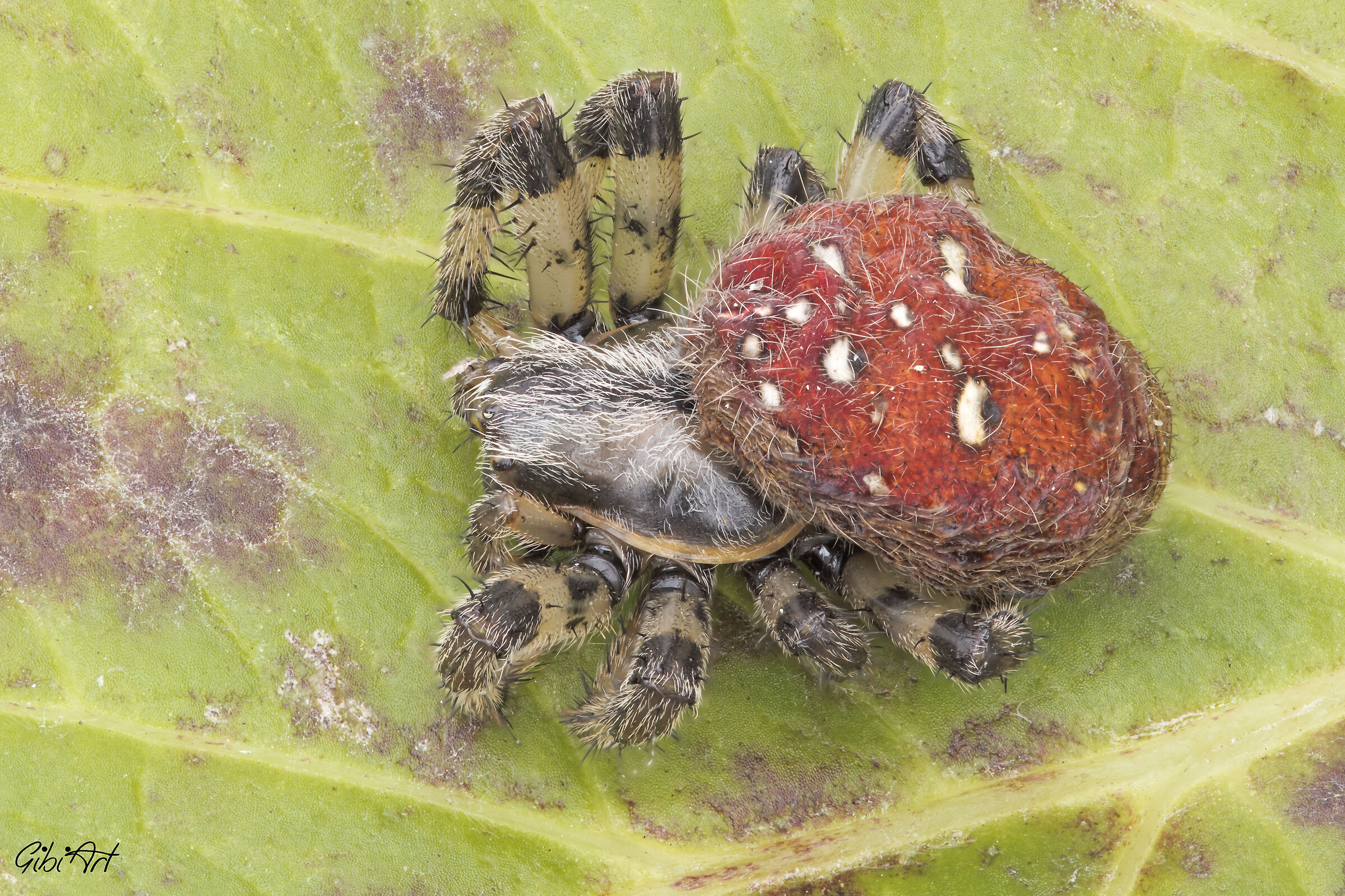 red spider (Pasubio area)