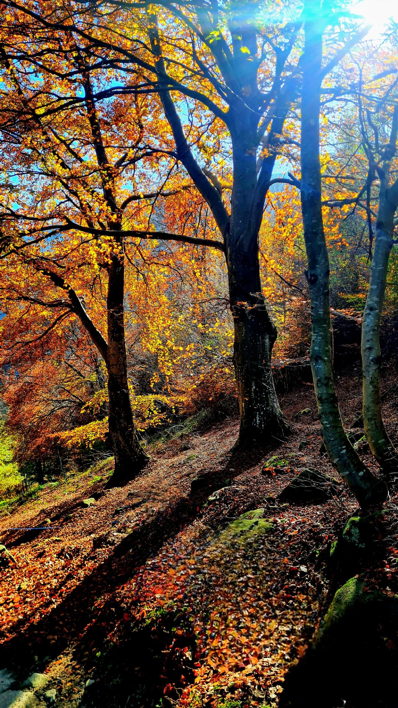 Autunno a monte San Primo