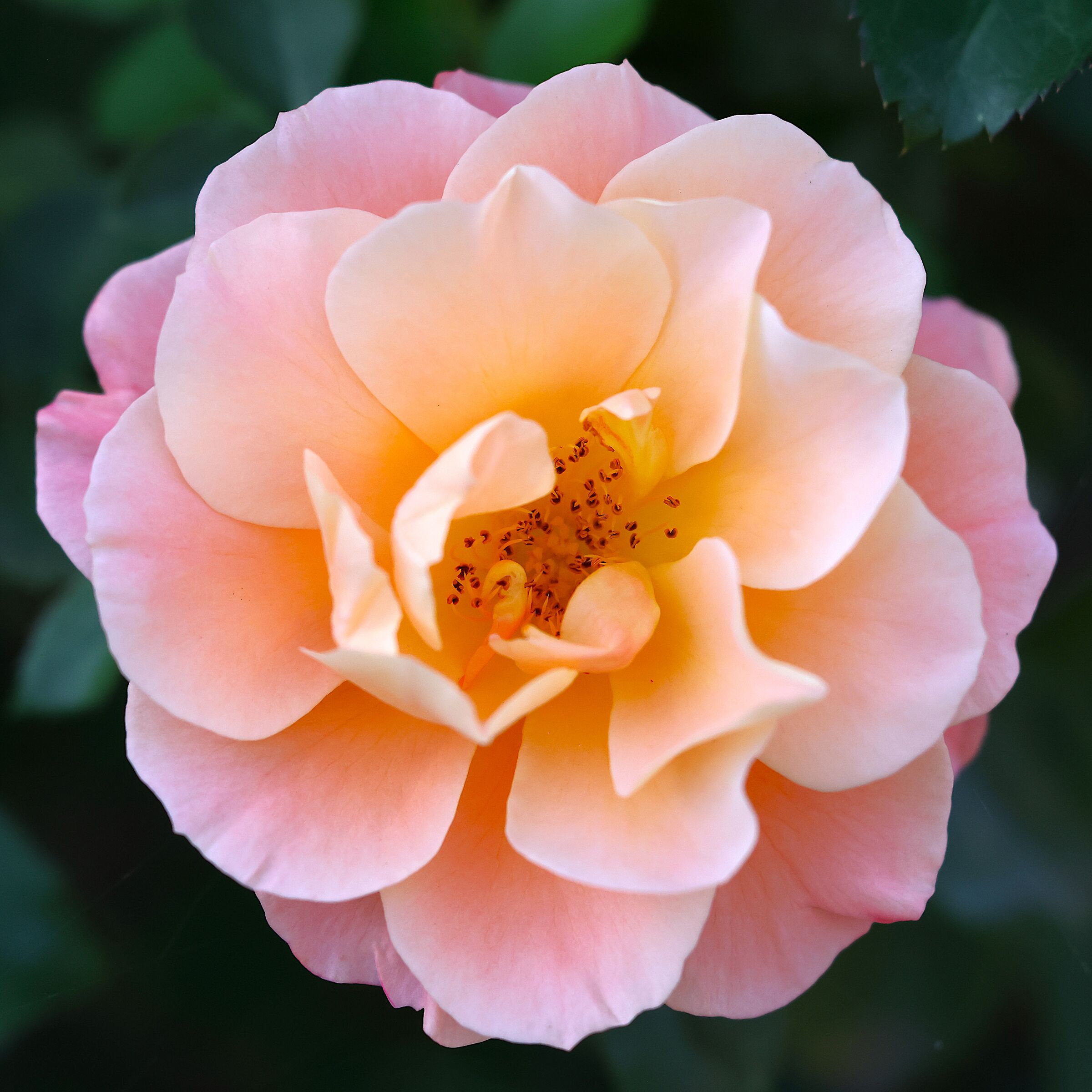 Autumn rose