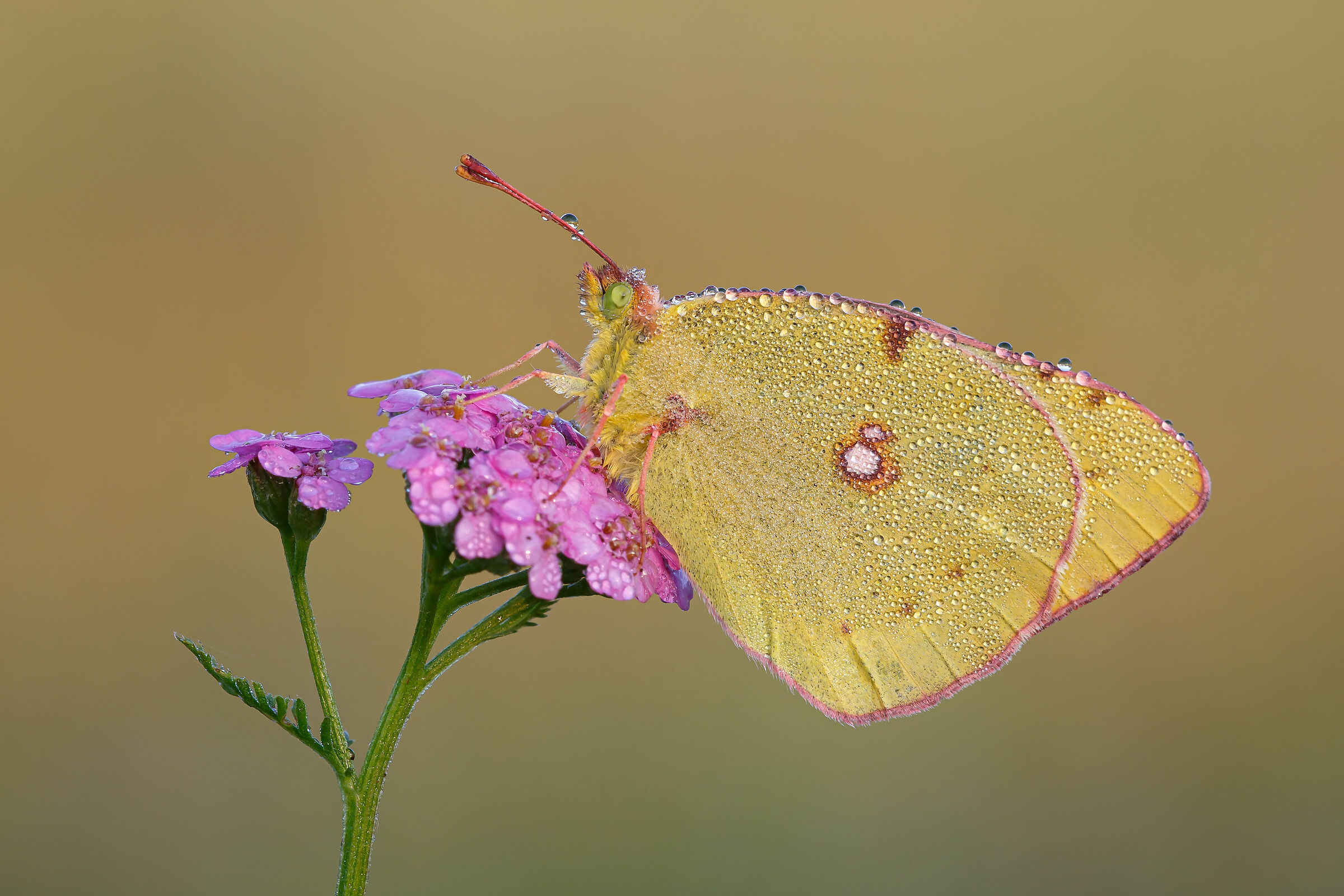 Colias Crocea