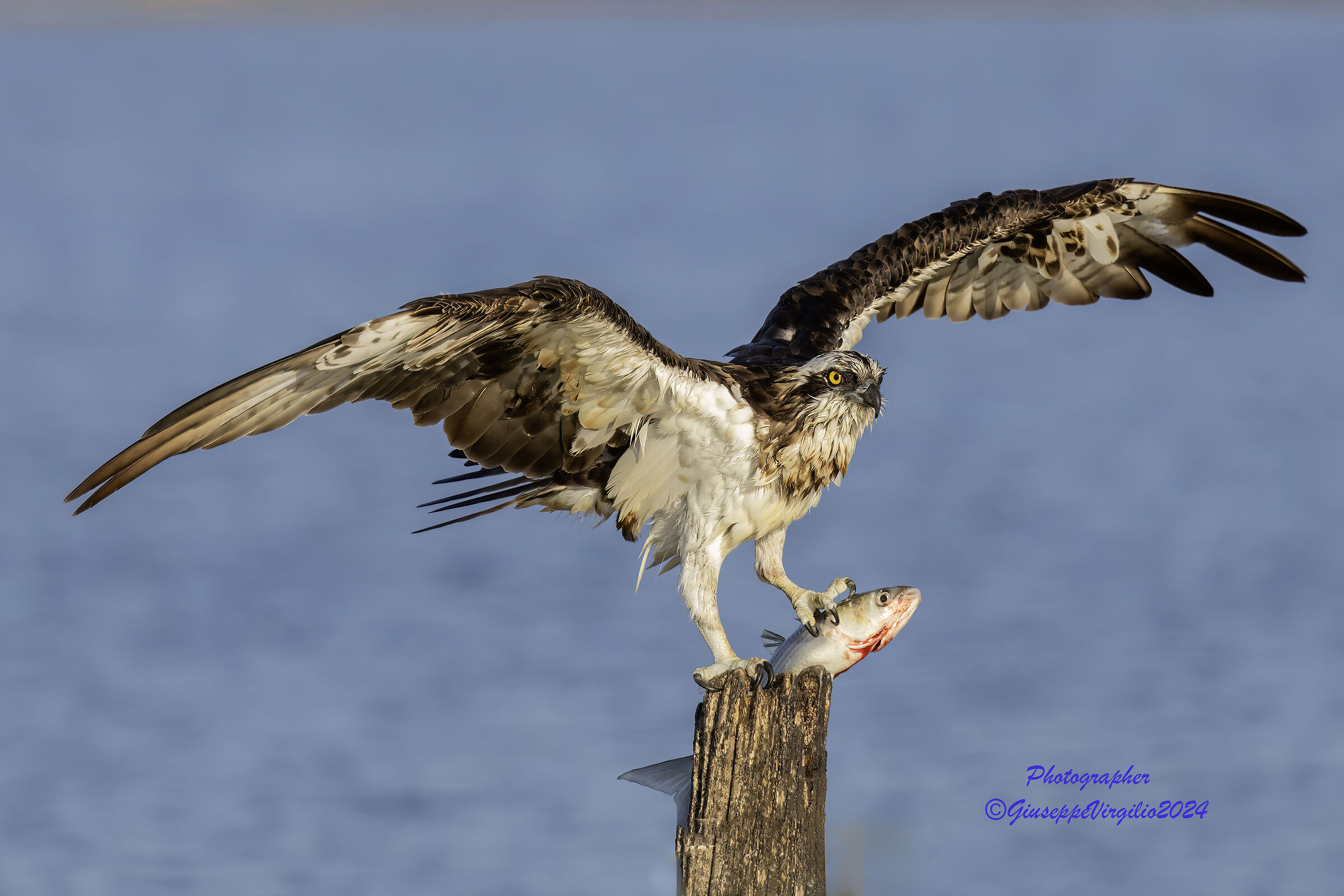 Osprey (Sardinia) 2024