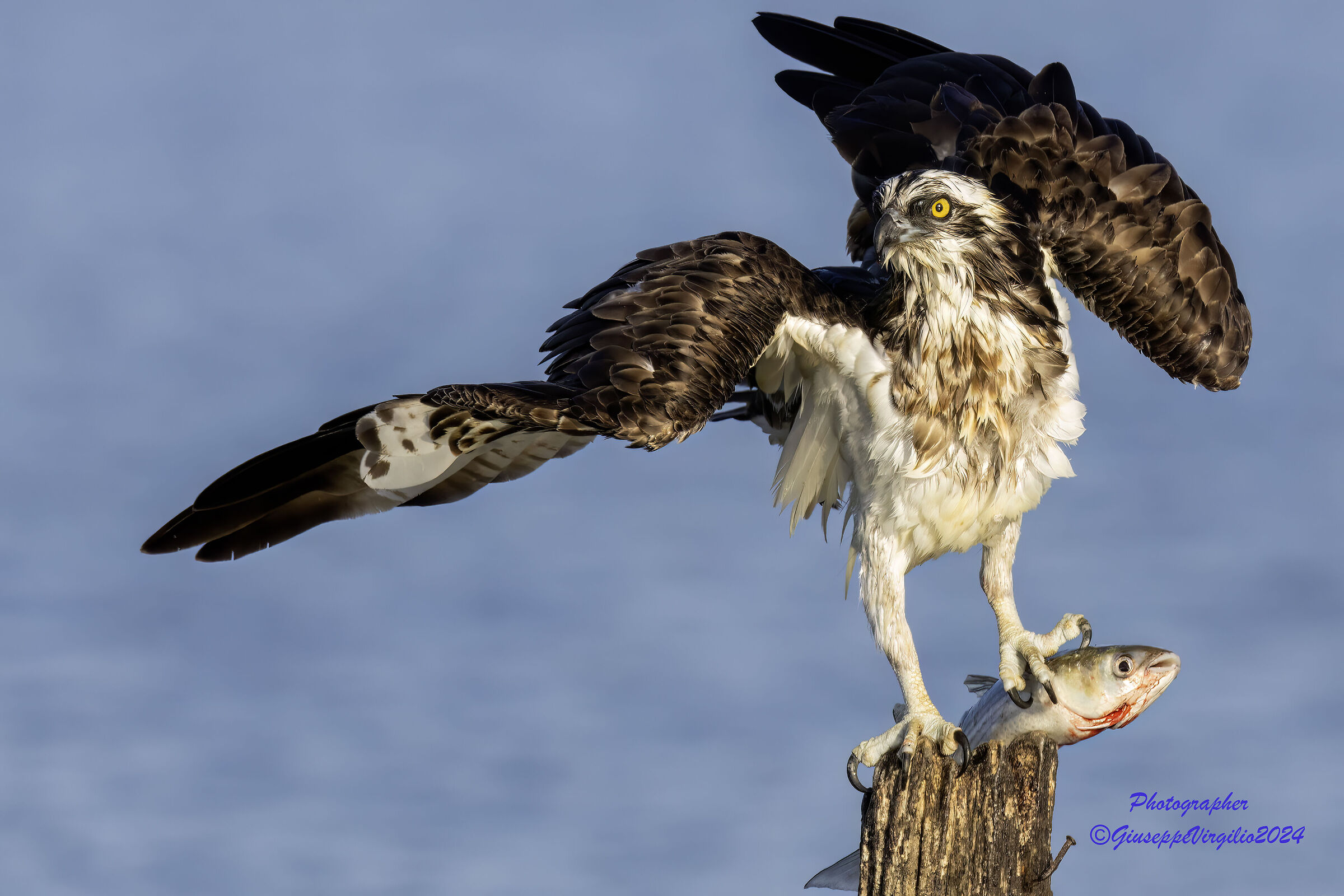 Osprey (Sardinia) 2024