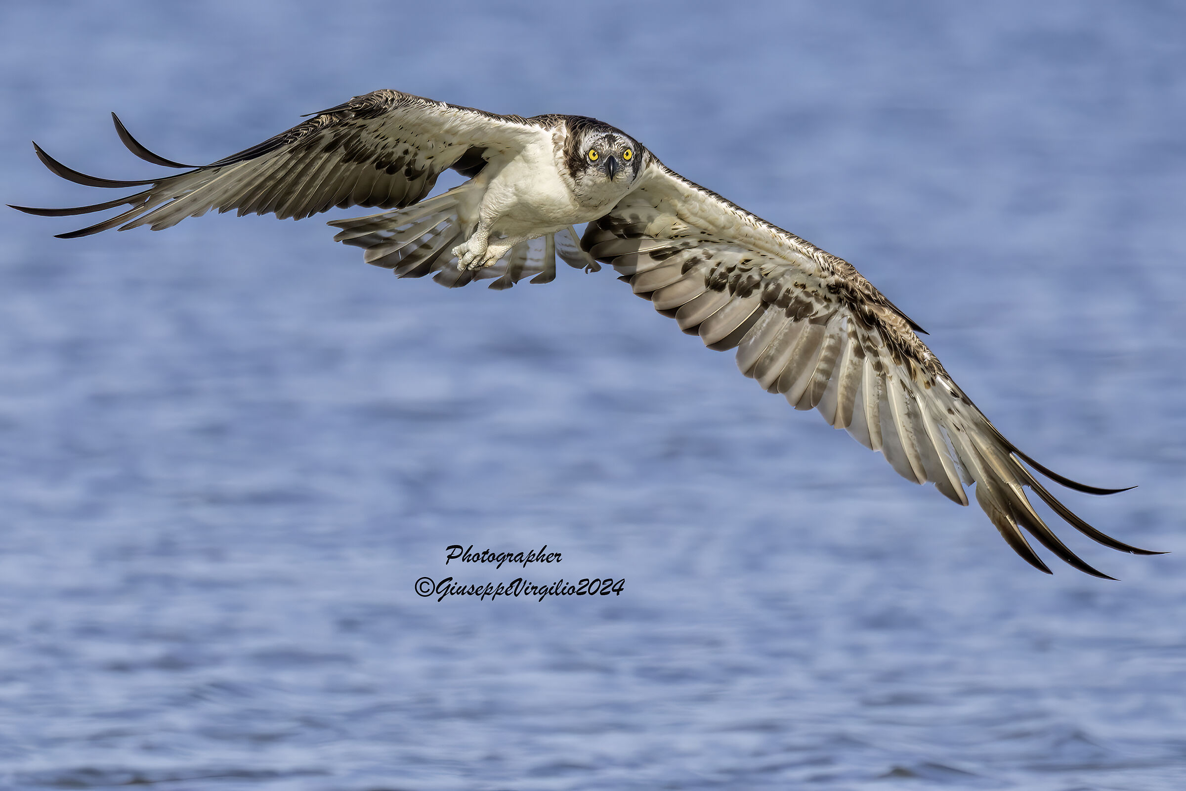 Osprey (Sardinia) 2024
