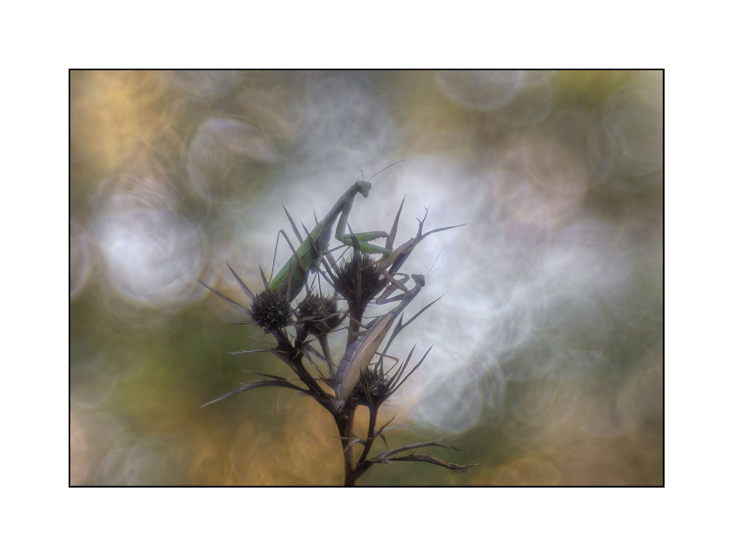 incontro in controluce