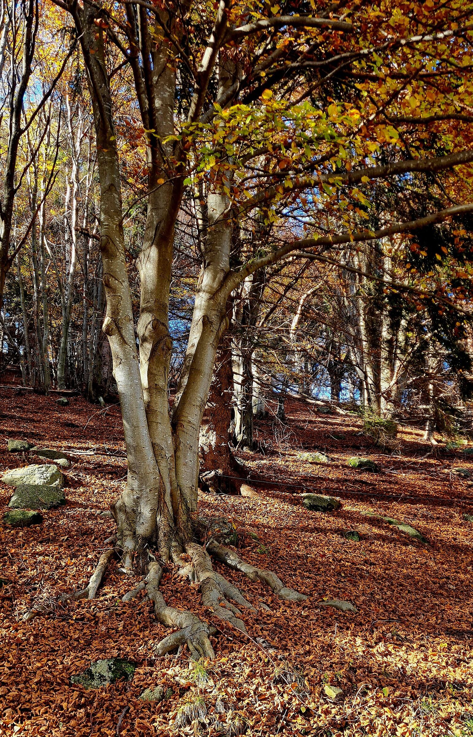 Nel bosco di monte San Primo
