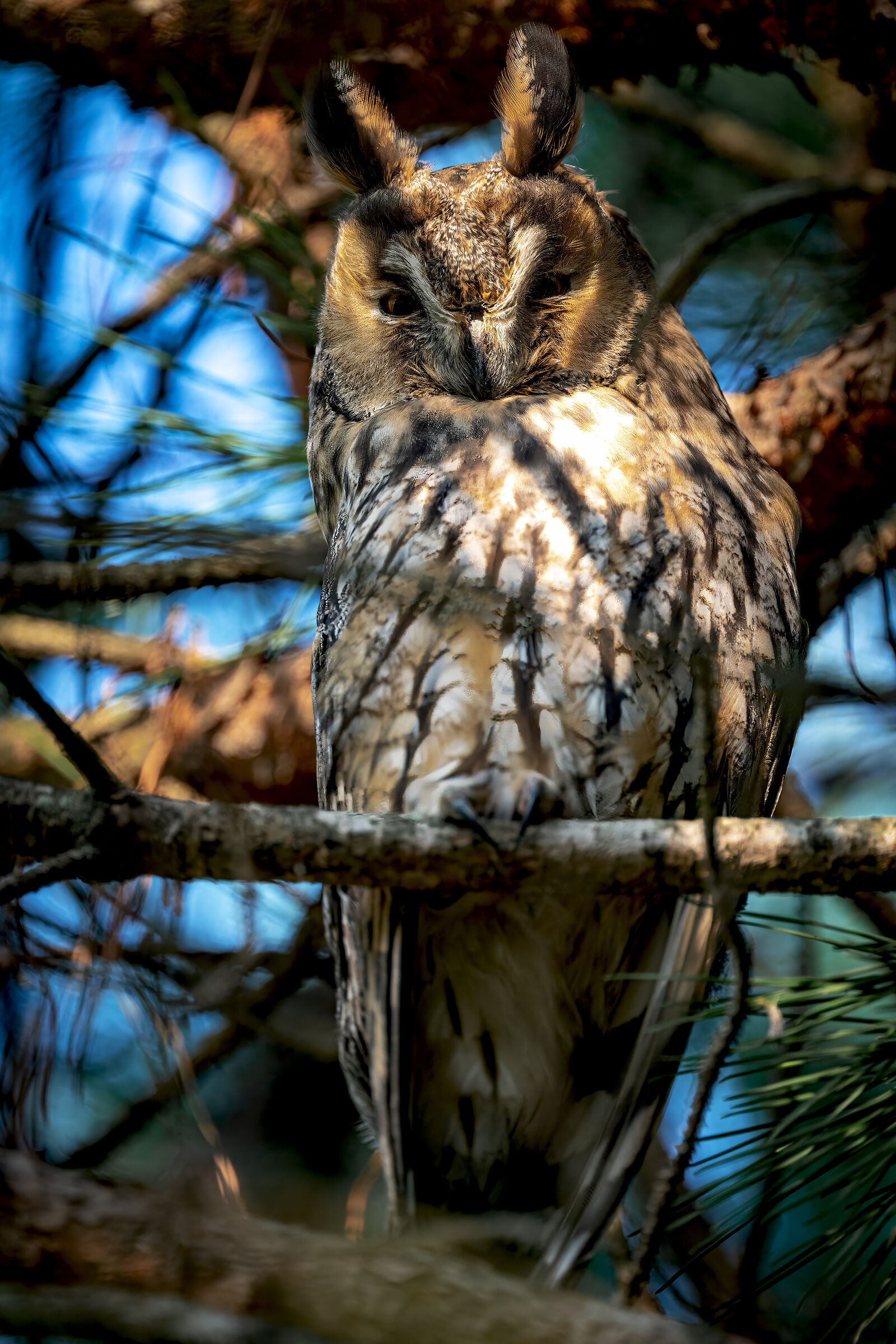 Short-eared owl (lake) on maritime pine
