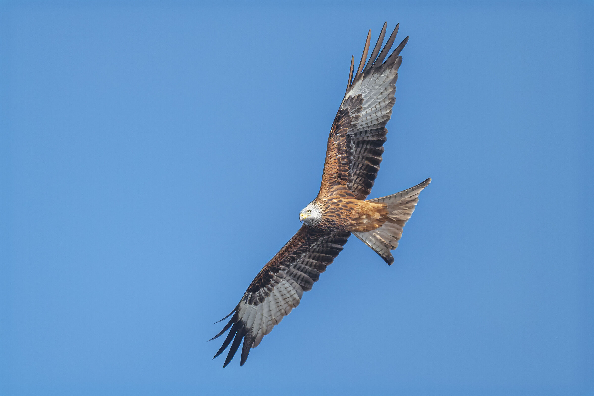 Red Kite on the Rock