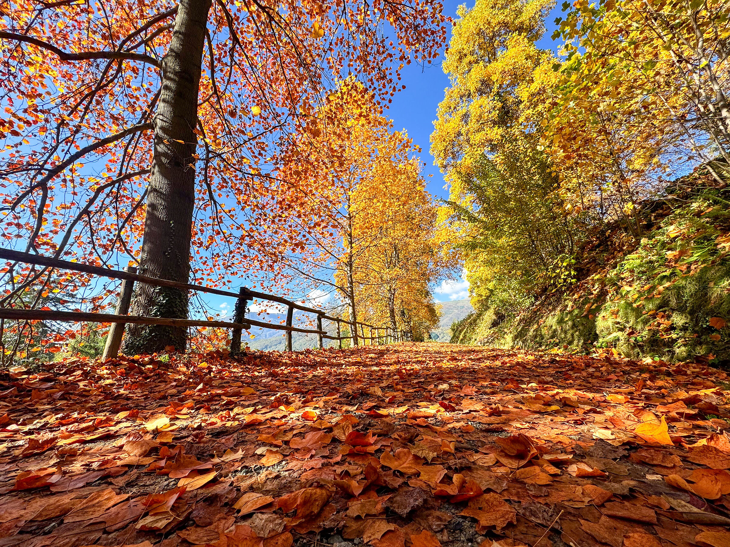 I colori del foliage...