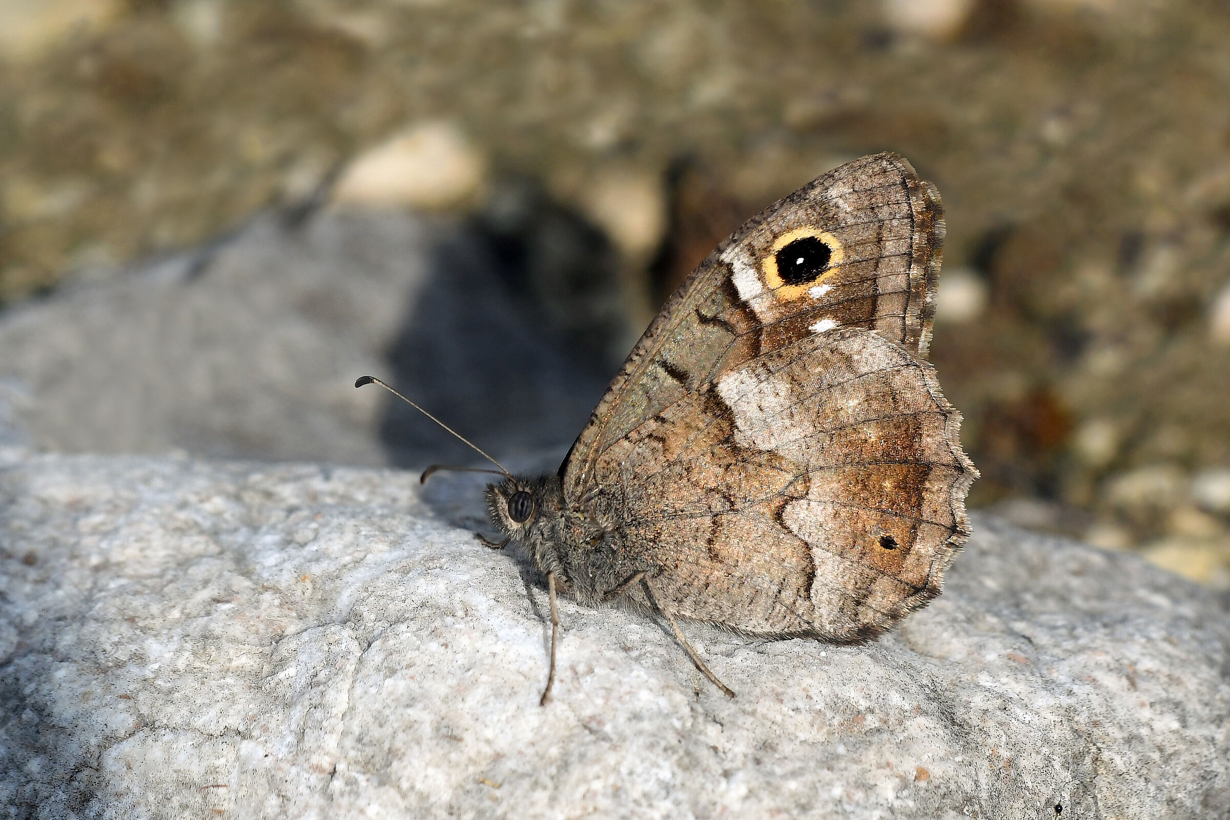 Statilino (Hipparchia statilinus)