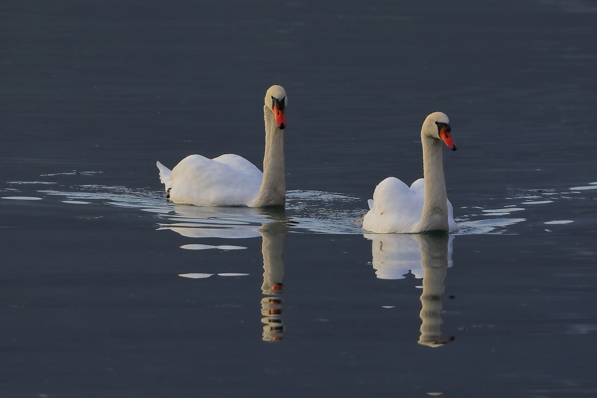 Cigni R 28 ottobre 2024 - 0060