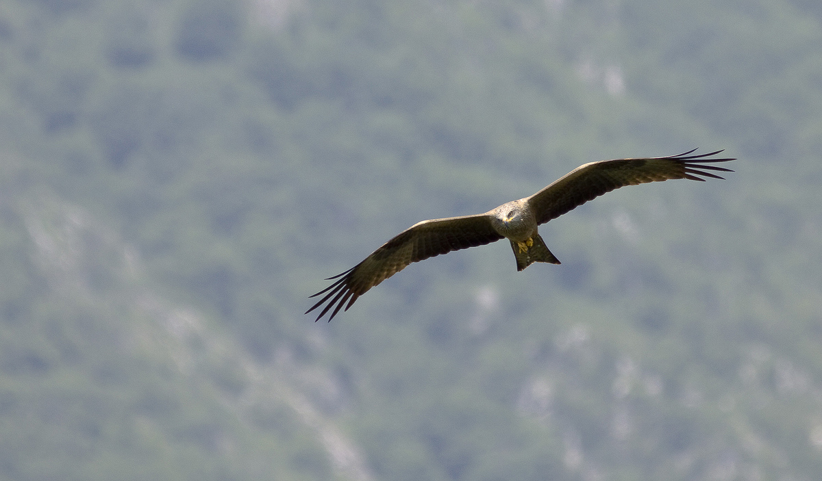 black kite