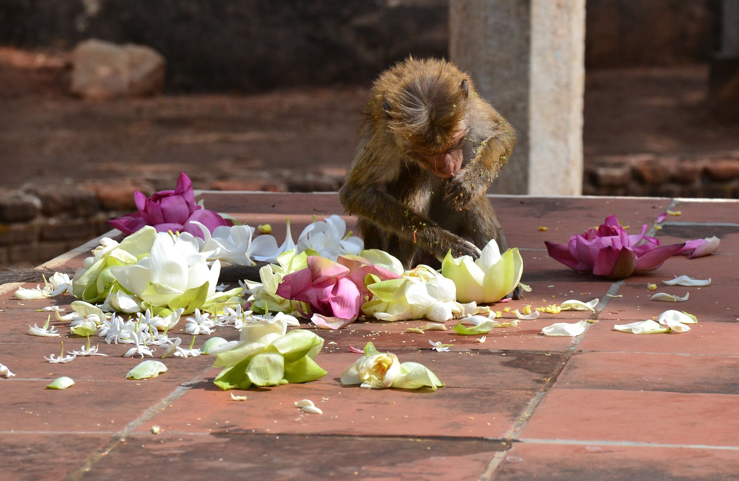 Scelta accurata, Sri Lanka