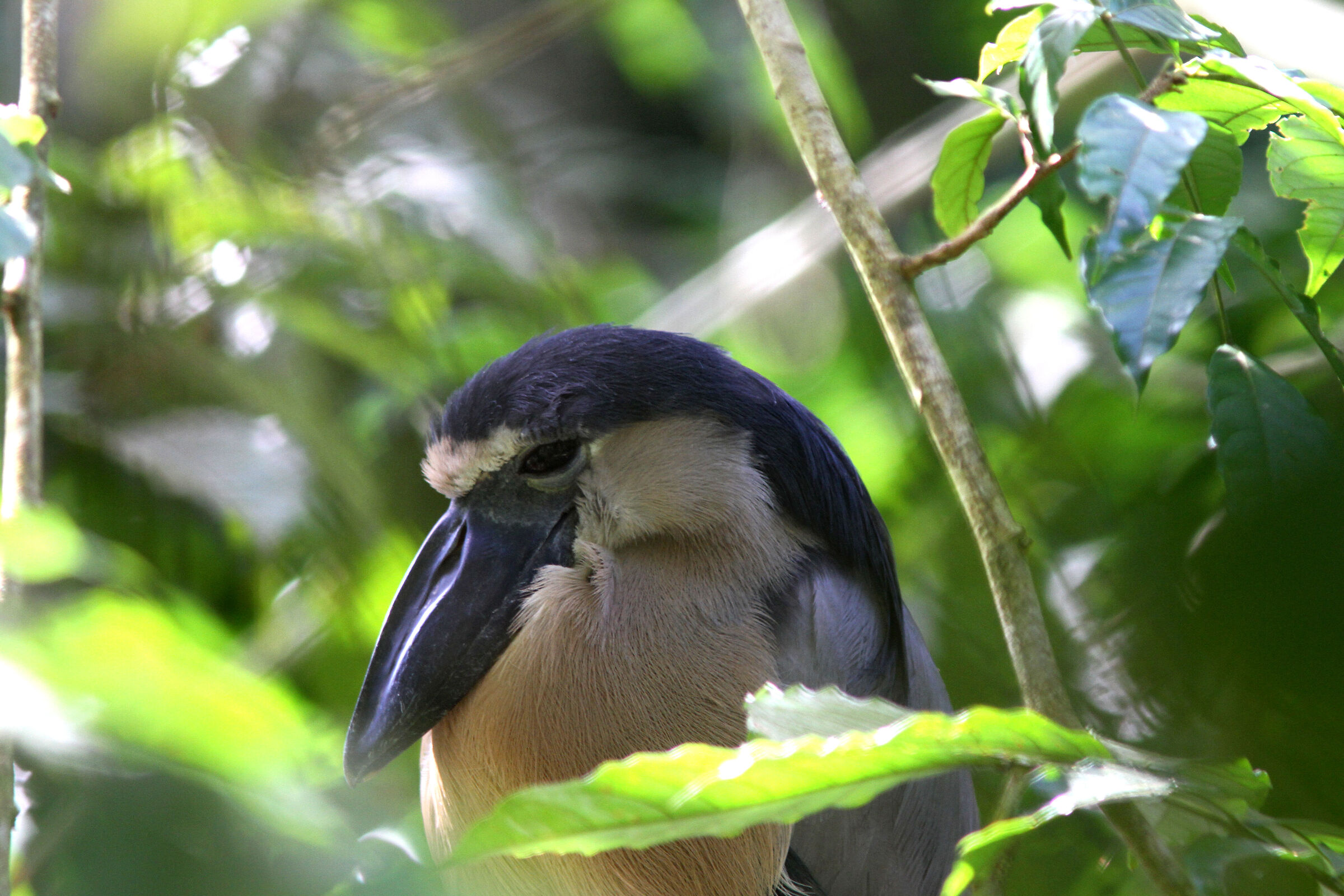 Boat-billed Heron Cochlearius cochlearius