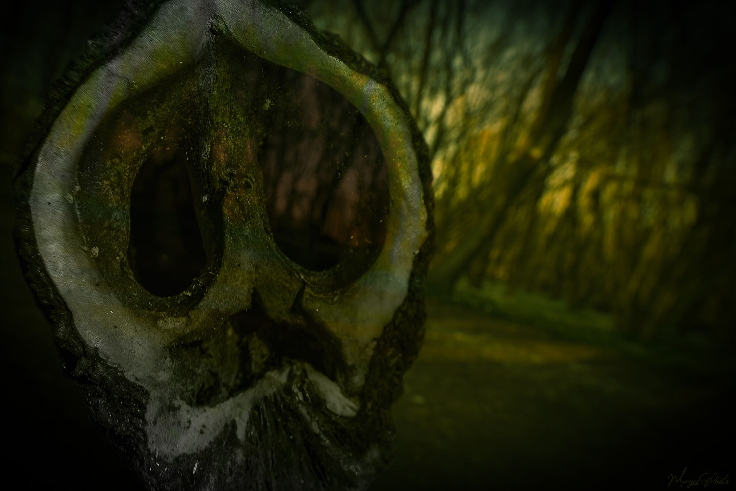 Halloween in the woods