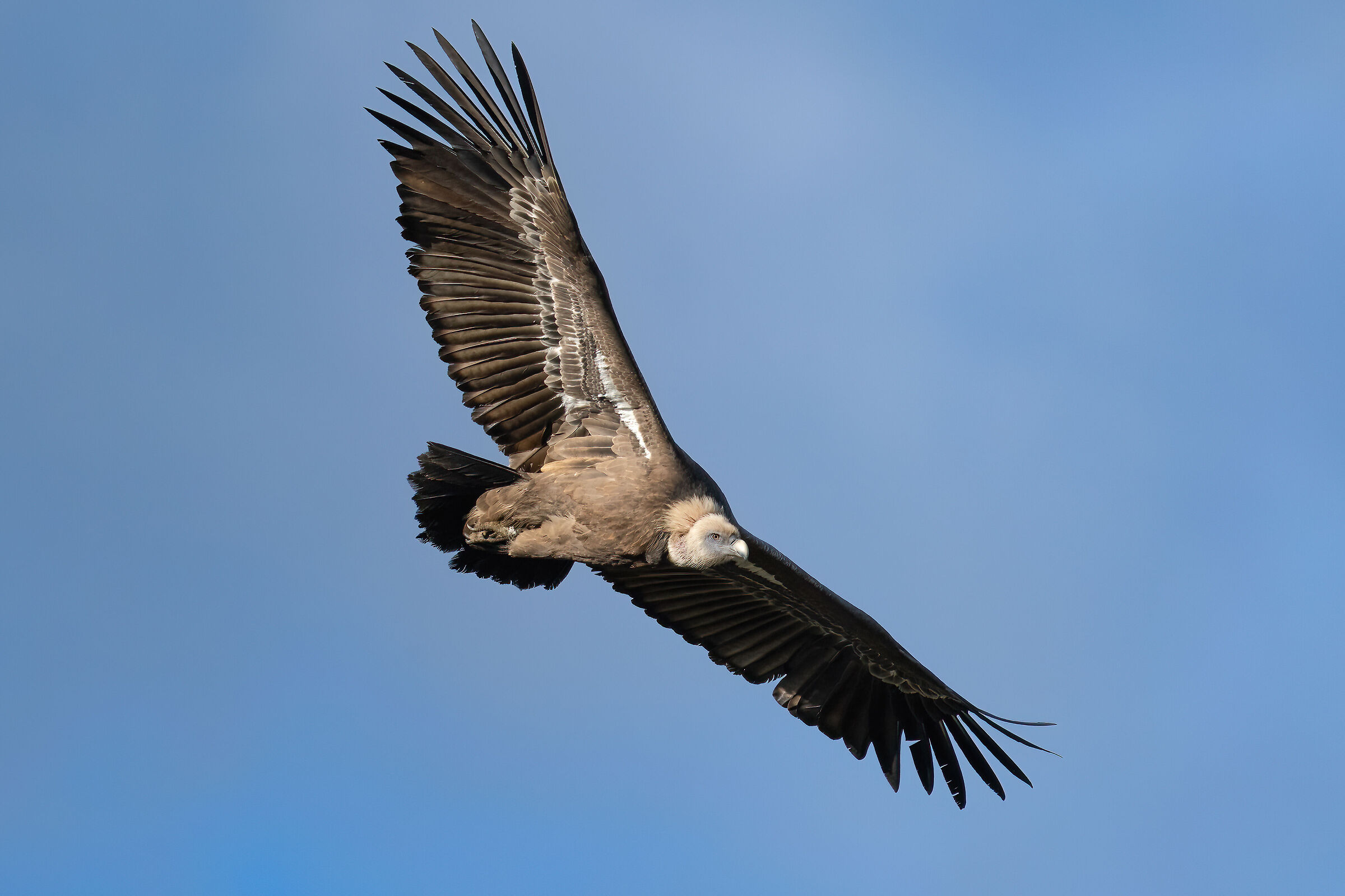 Griffin - Barronies Provencal